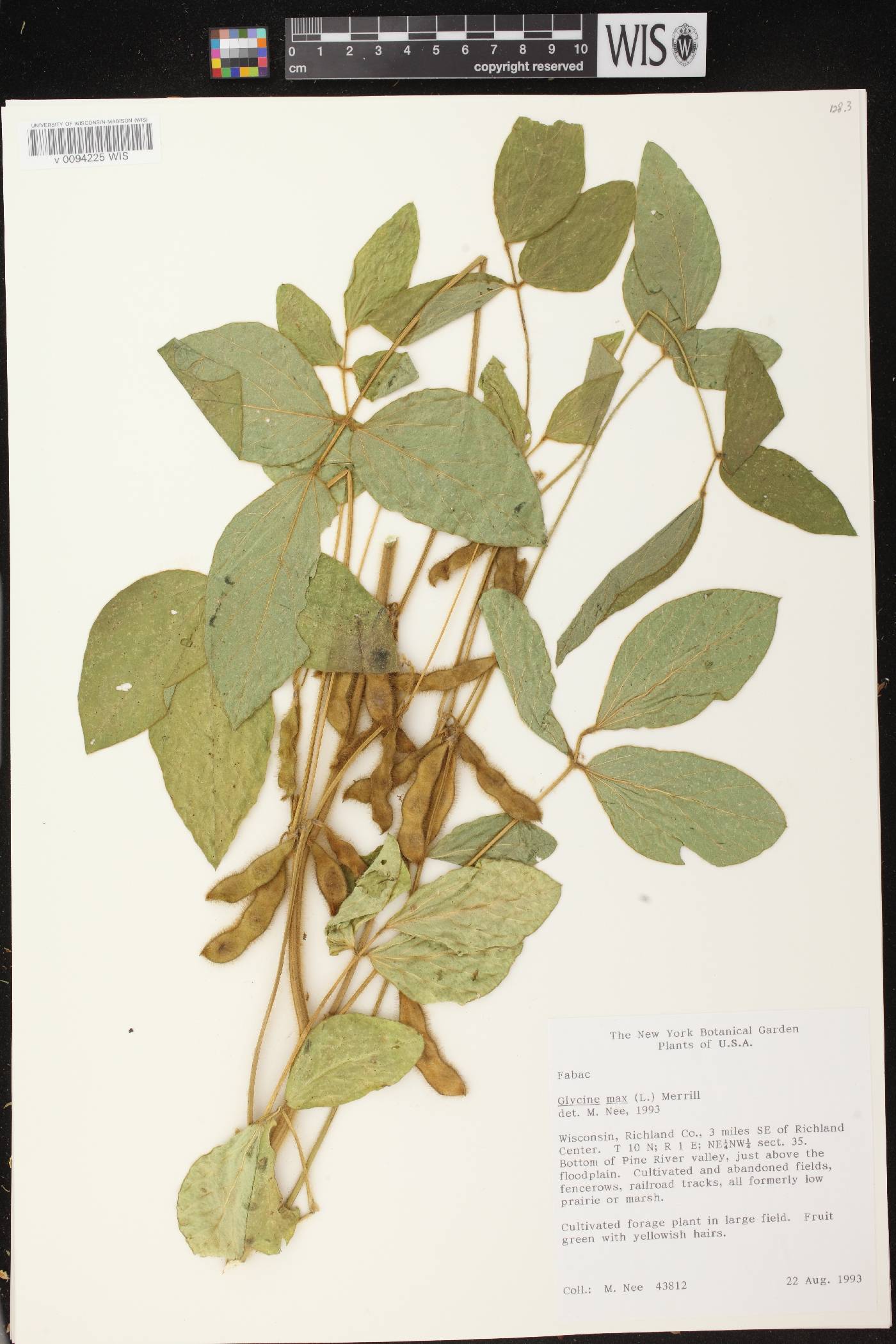 Glycine max image