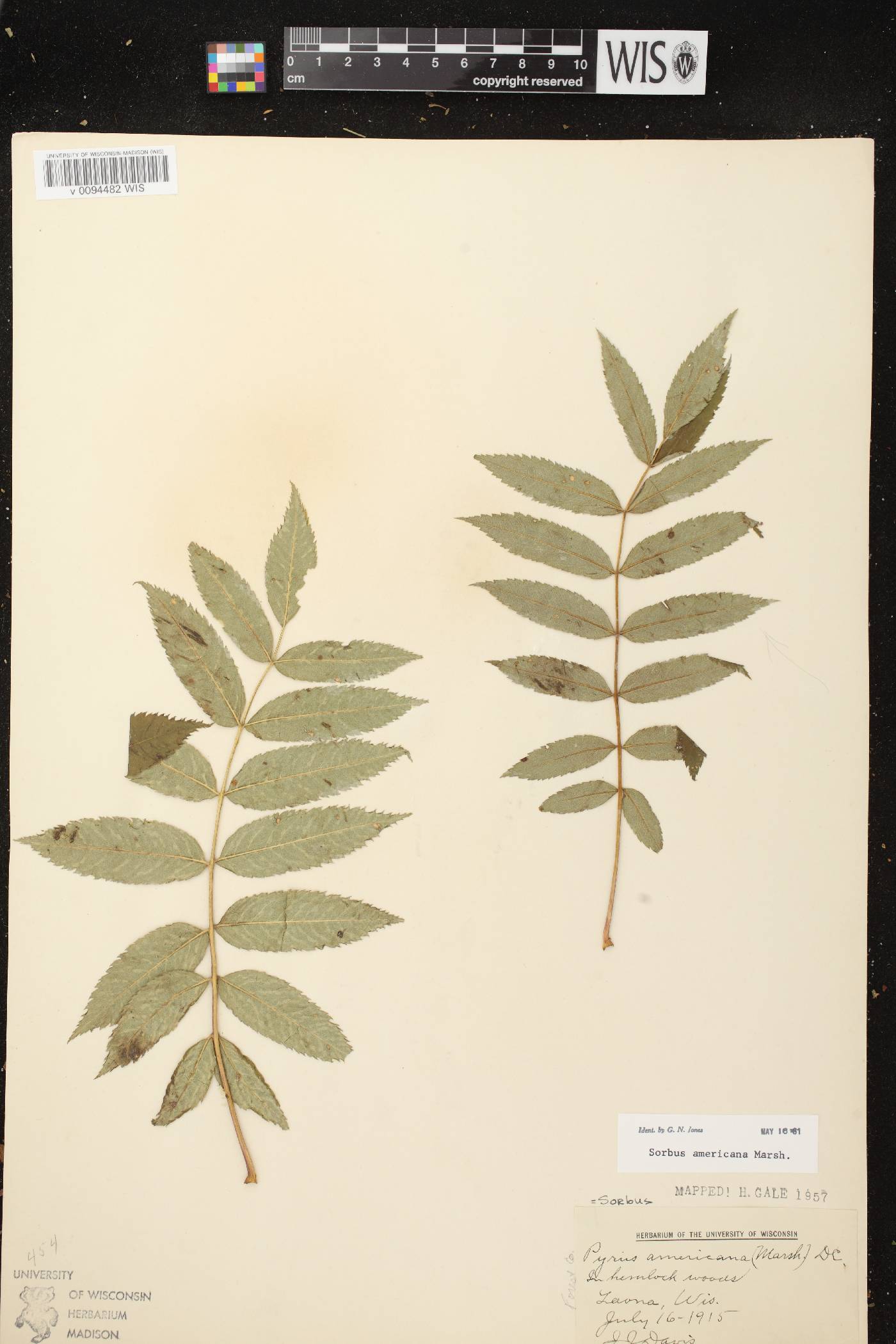Sorbus americana image