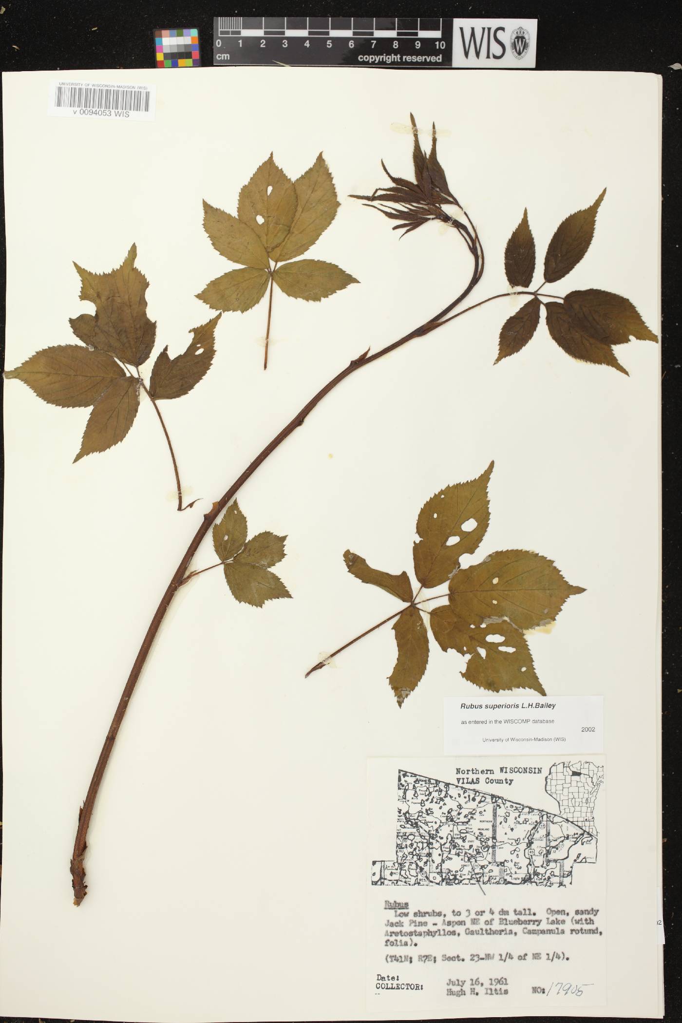 Rubus setosus image