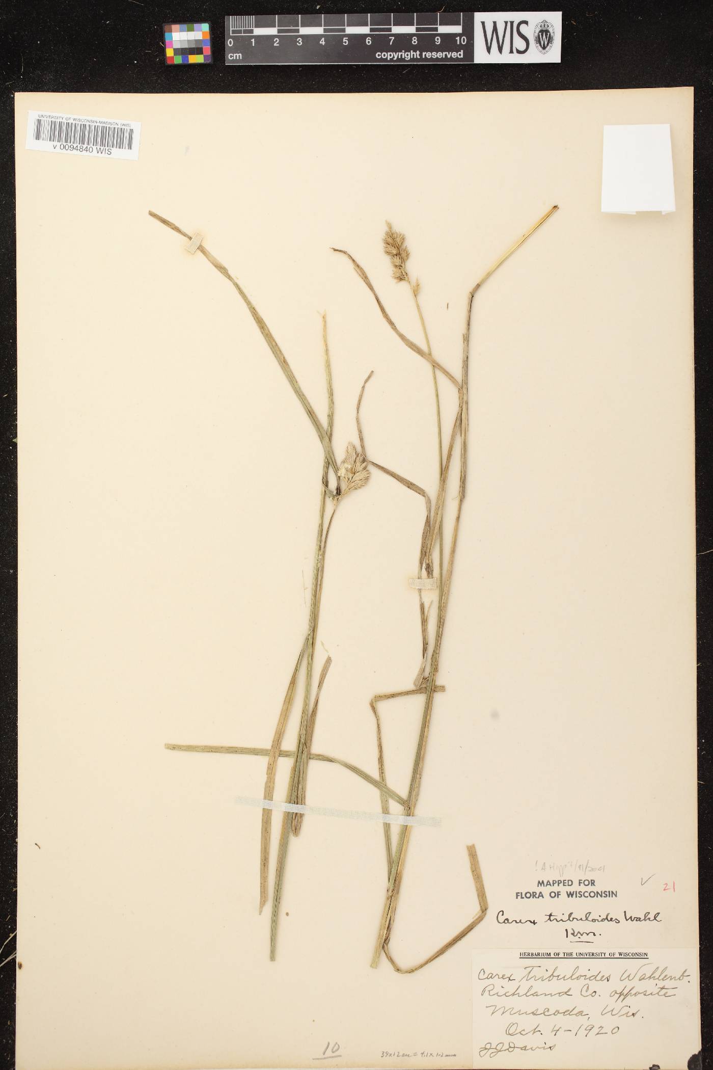 Carex tribuloides var. tribuloides image