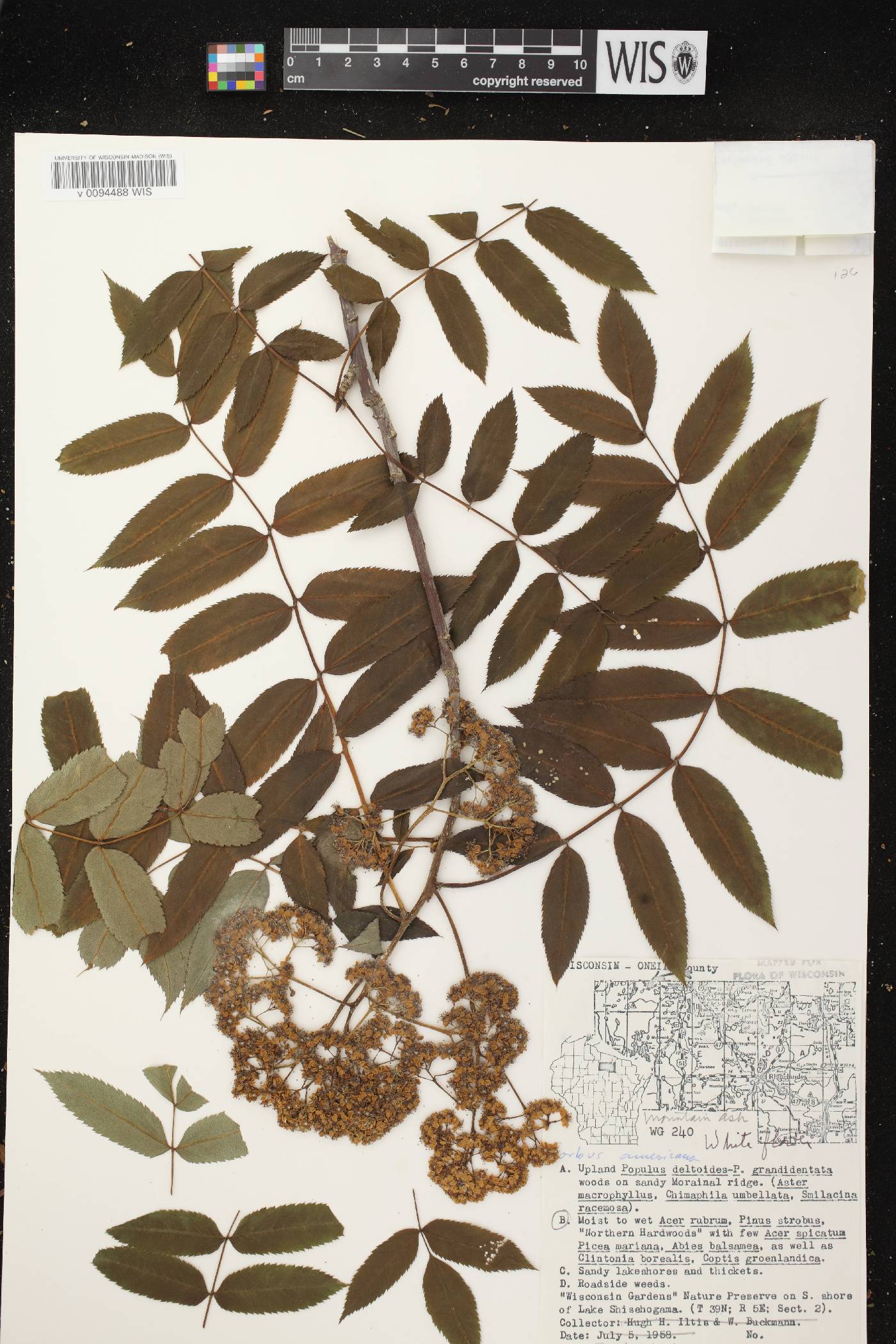 Sorbus americana image