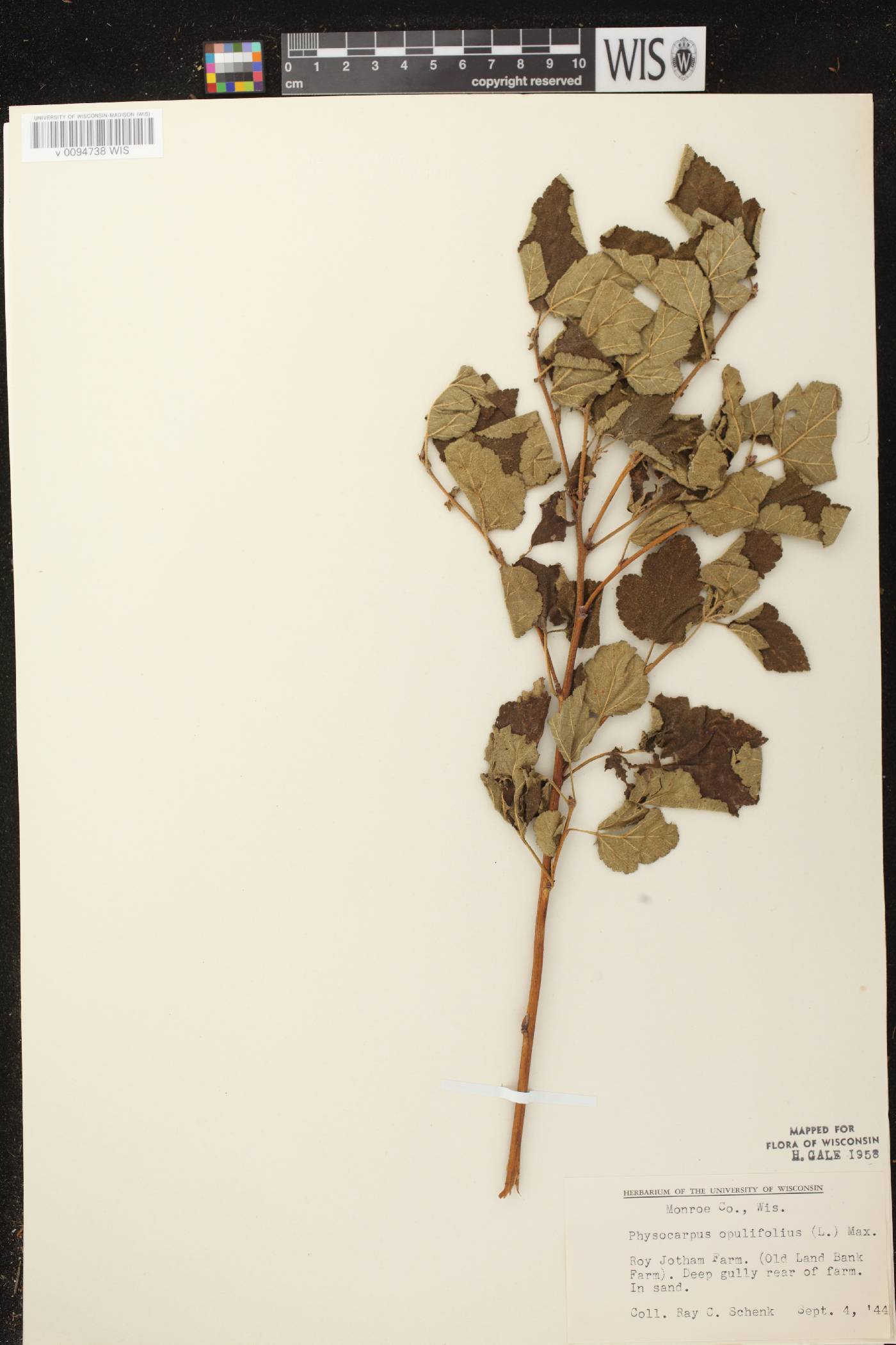 Physocarpus intermedius image