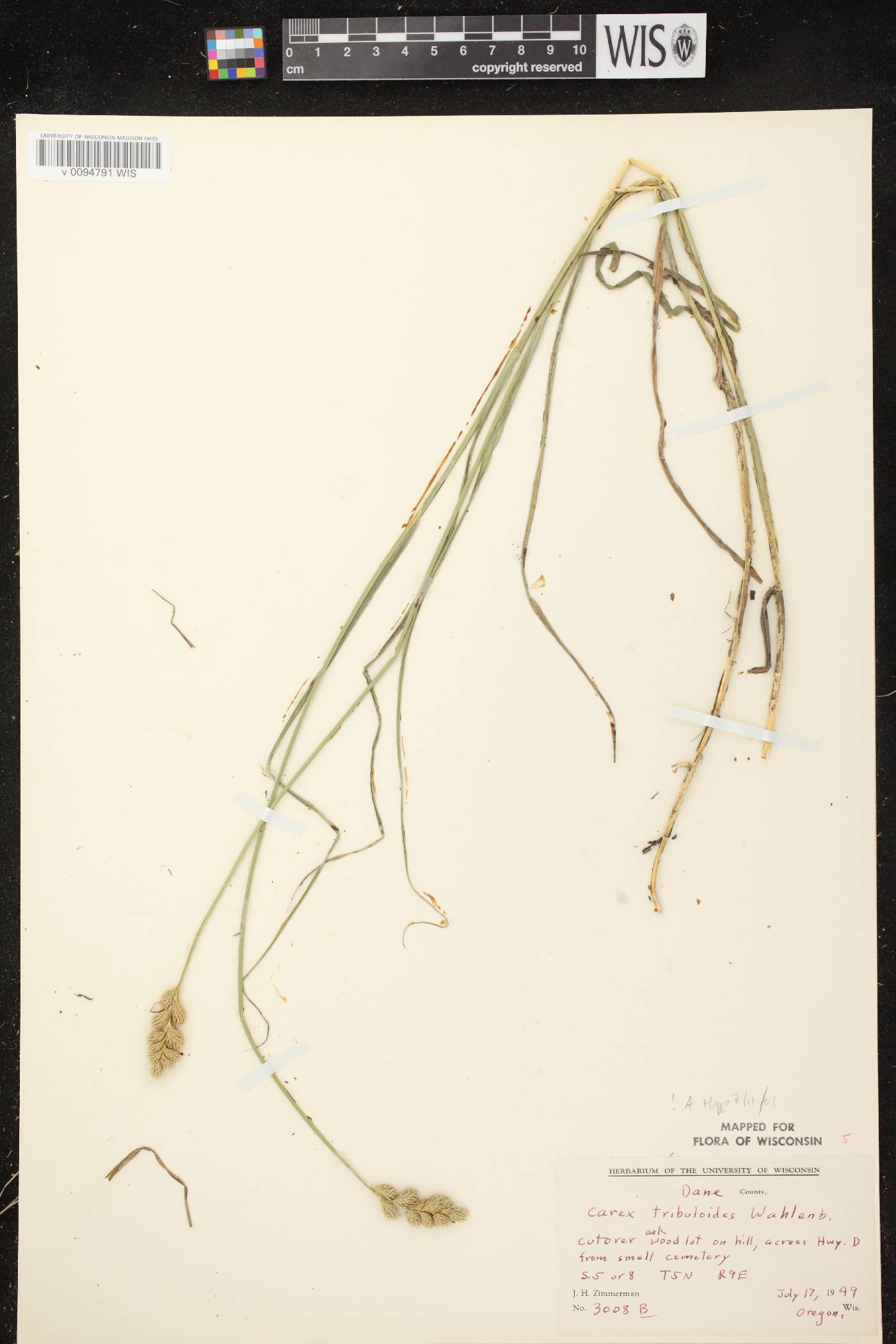 Carex tribuloides var. tribuloides image