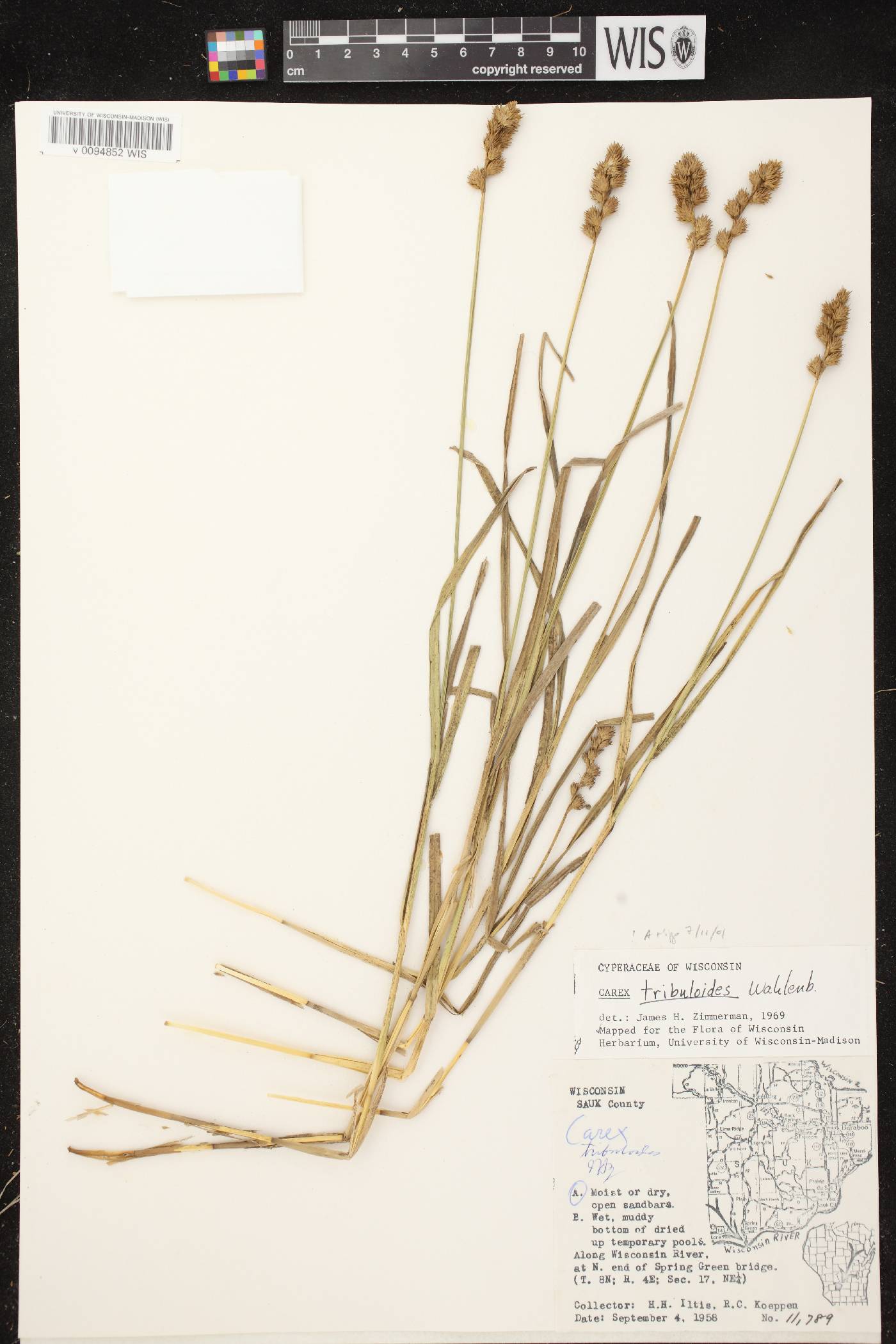 Carex tribuloides var. tribuloides image