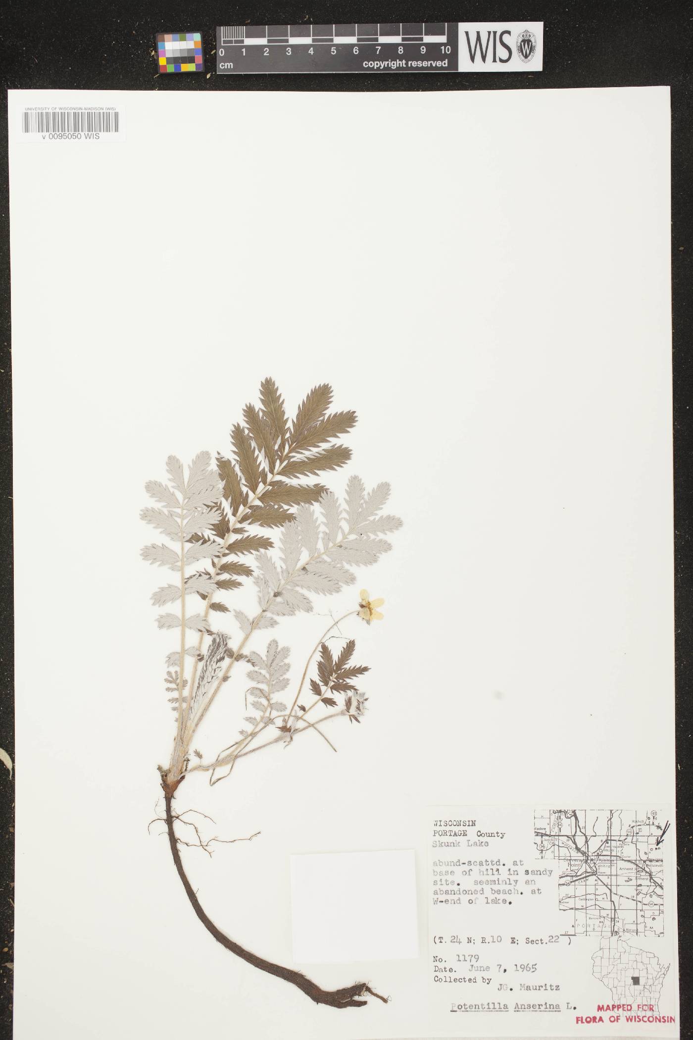 Potentilla anserina subsp. anserina image