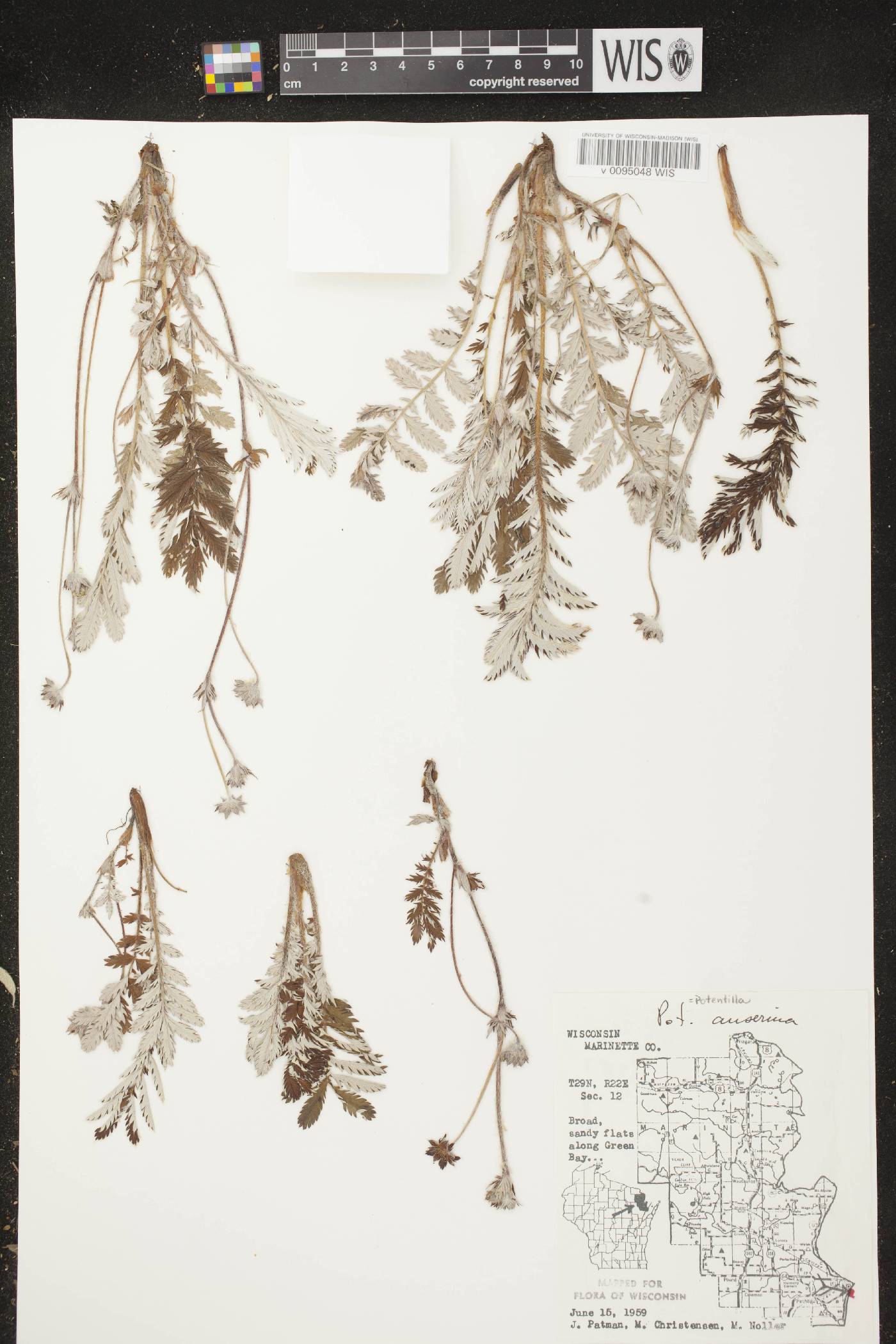 Potentilla anserina subsp. anserina image