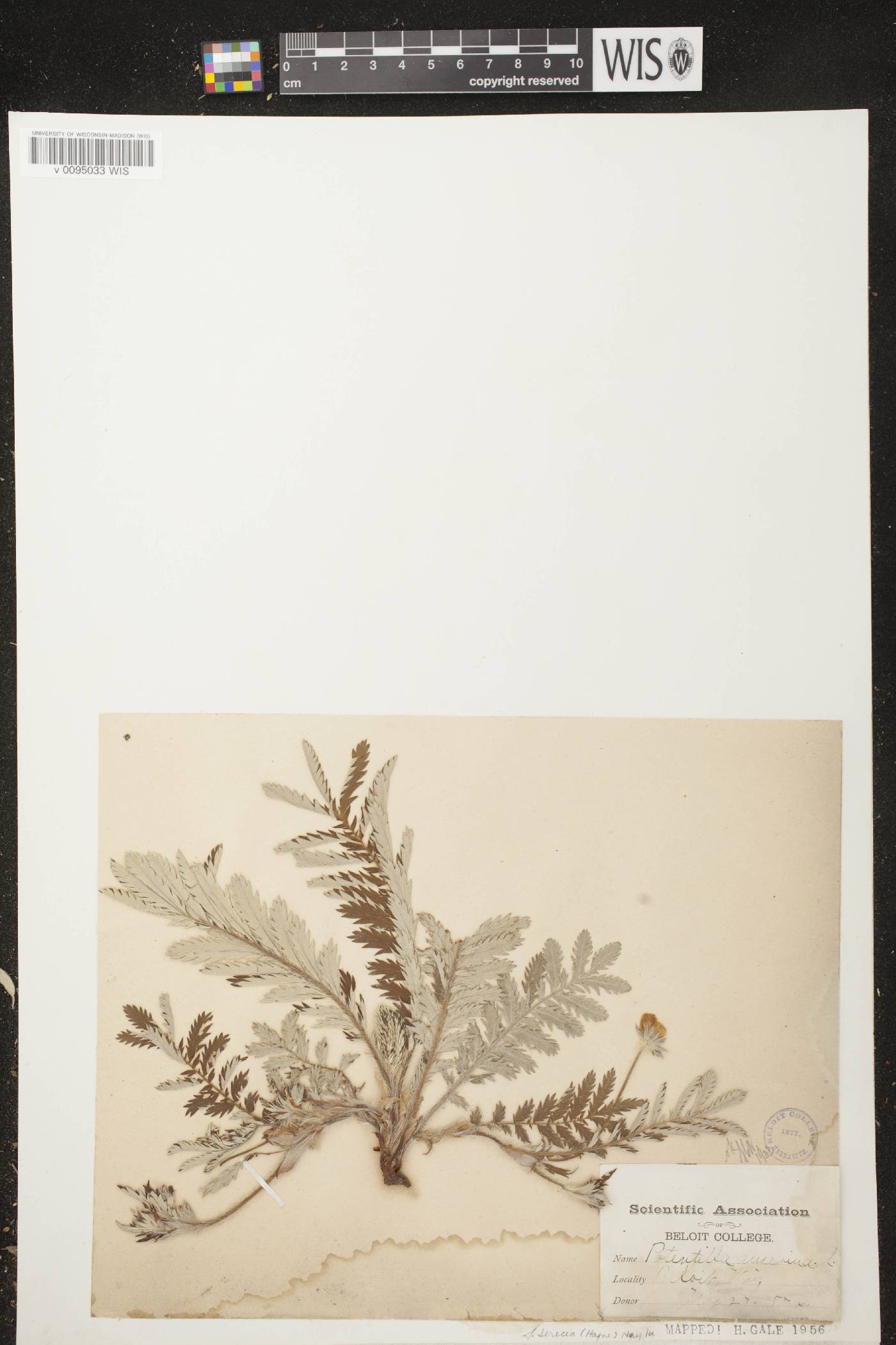 Potentilla anserina subsp. anserina image