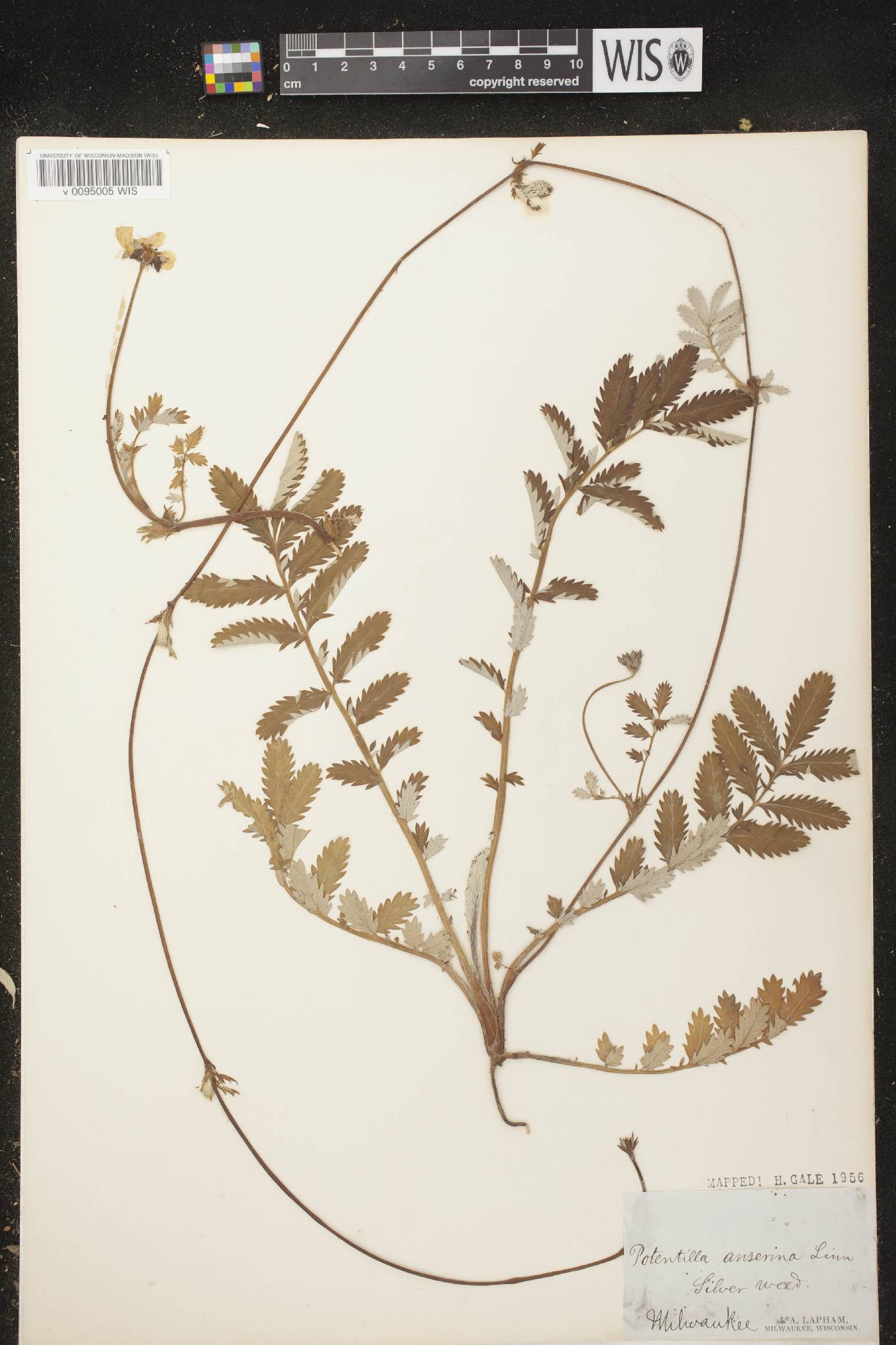 Potentilla anserina subsp. anserina image