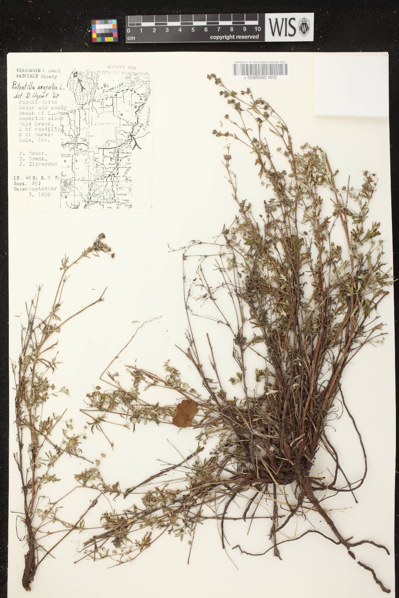 Potentilla argentea image