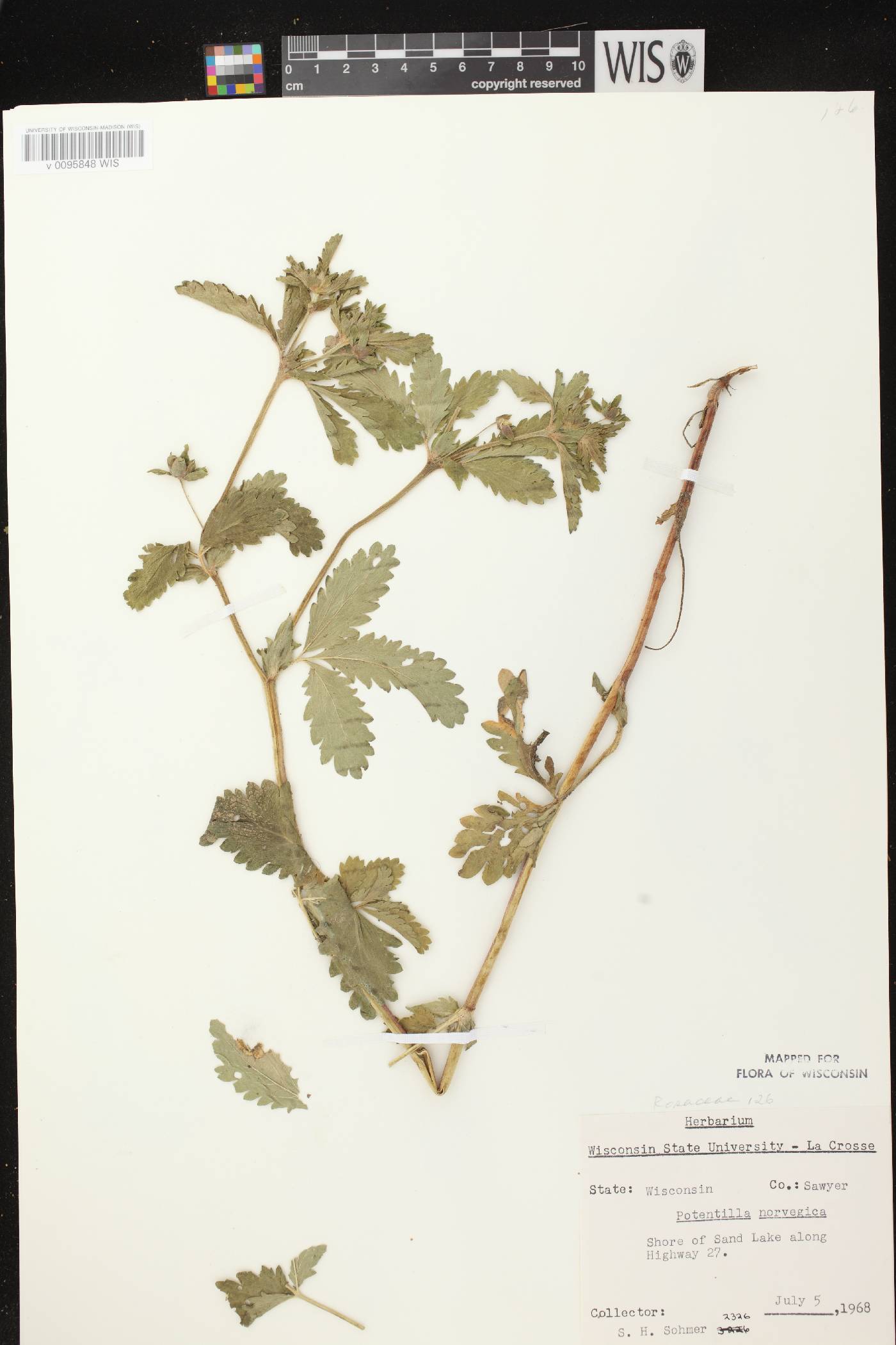Potentilla norvegica image