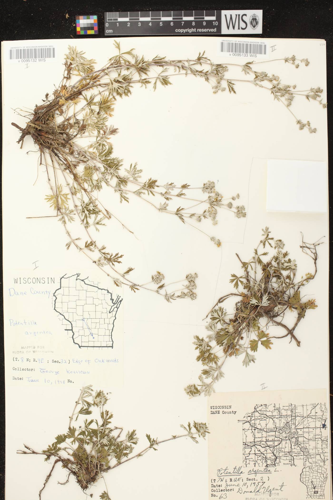 Potentilla argentea image