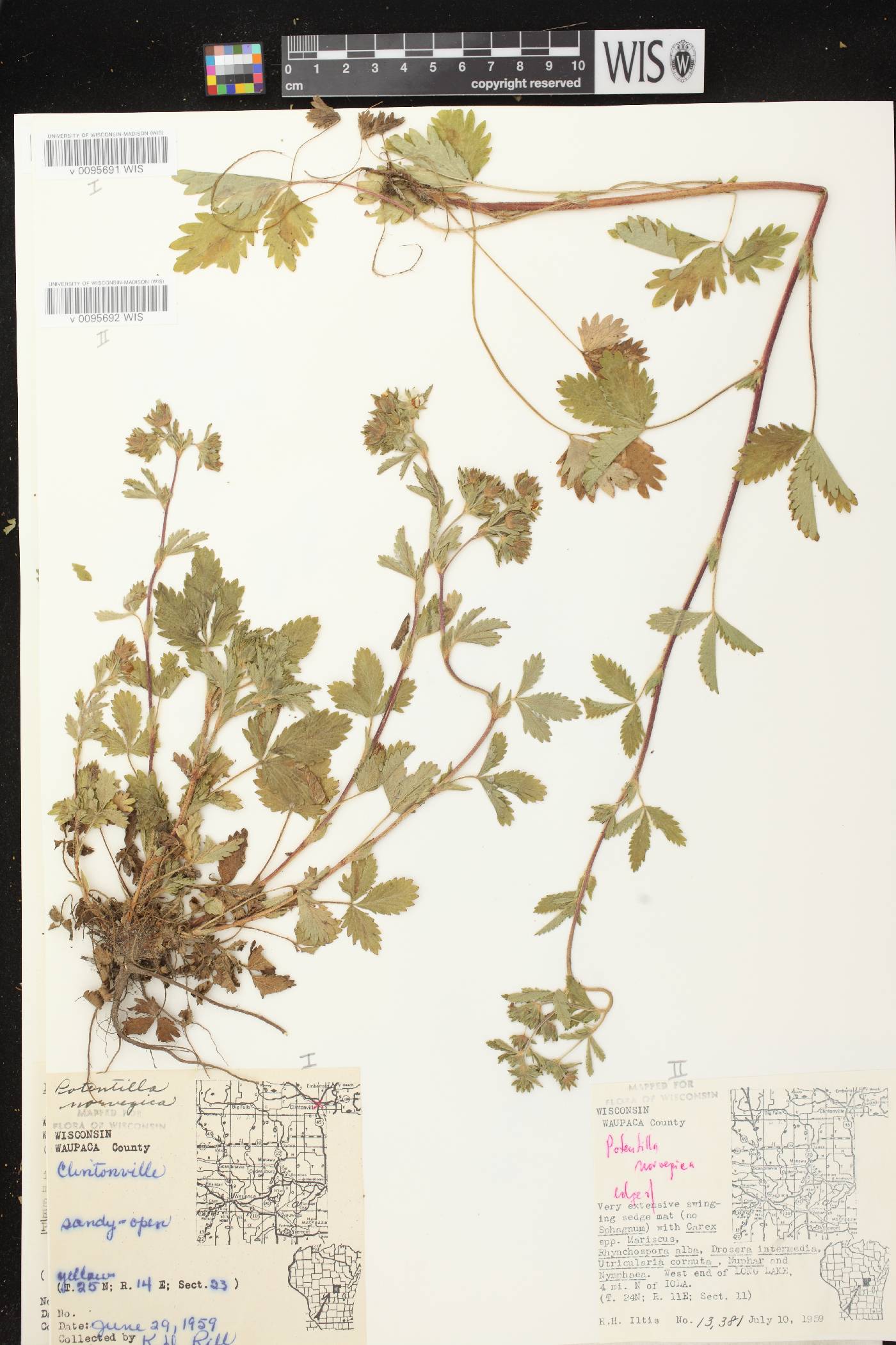 Potentilla norvegica image