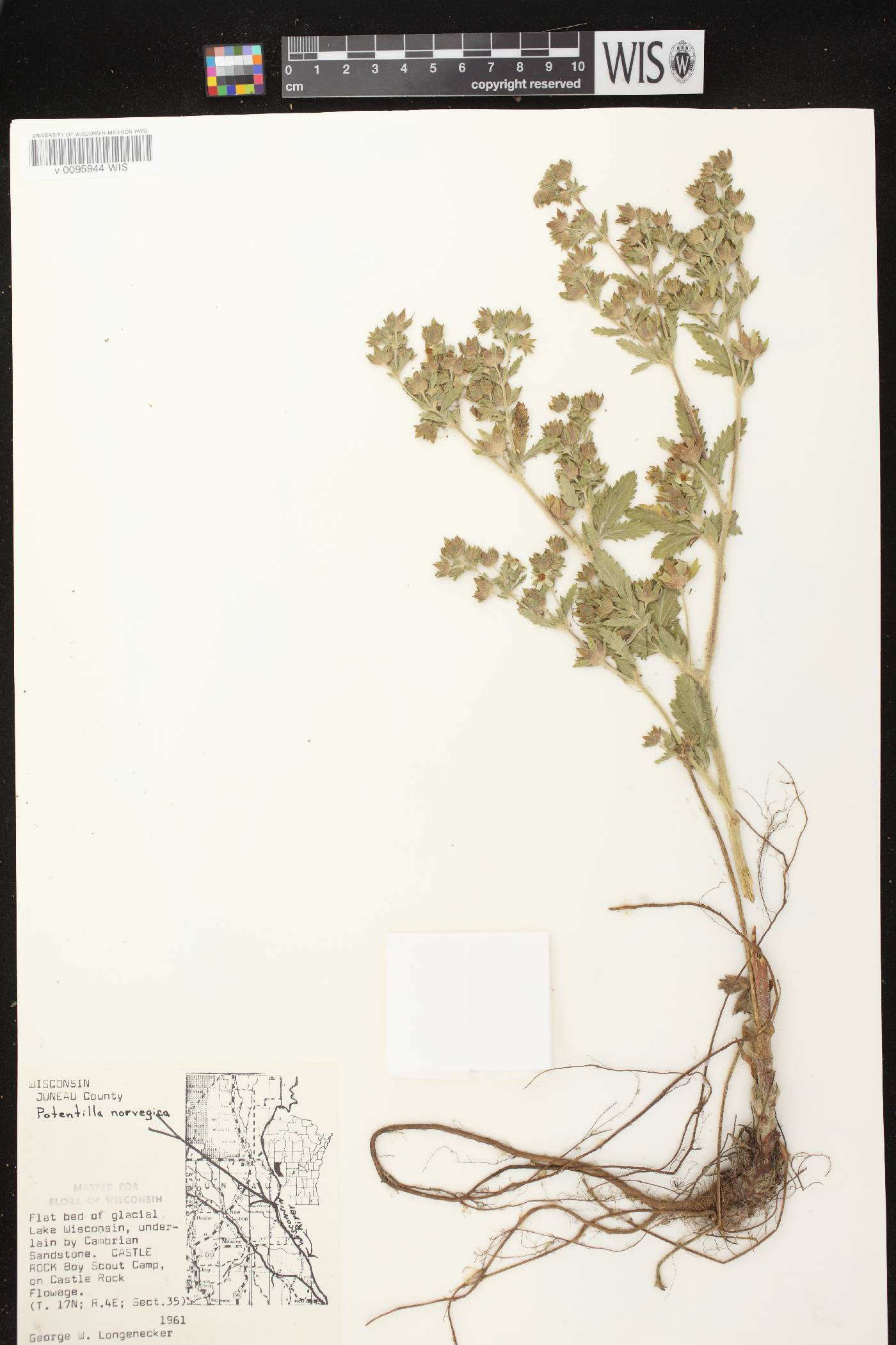 Potentilla norvegica image