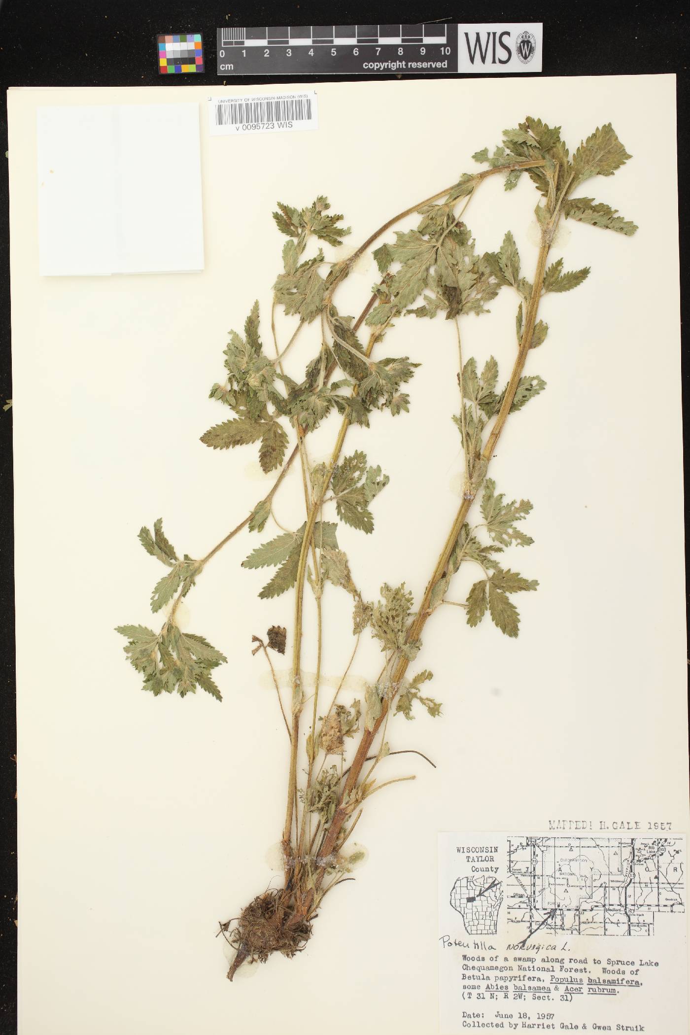 Potentilla norvegica image