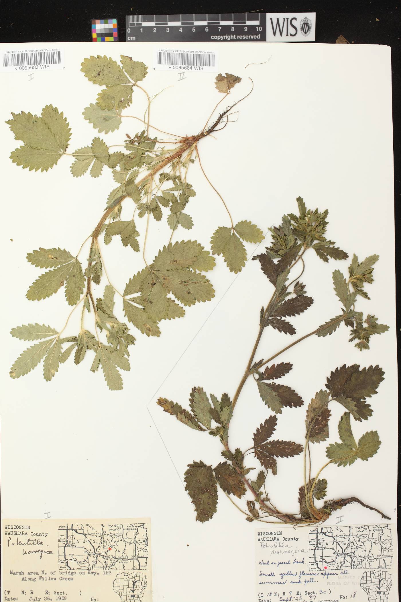 Potentilla norvegica image