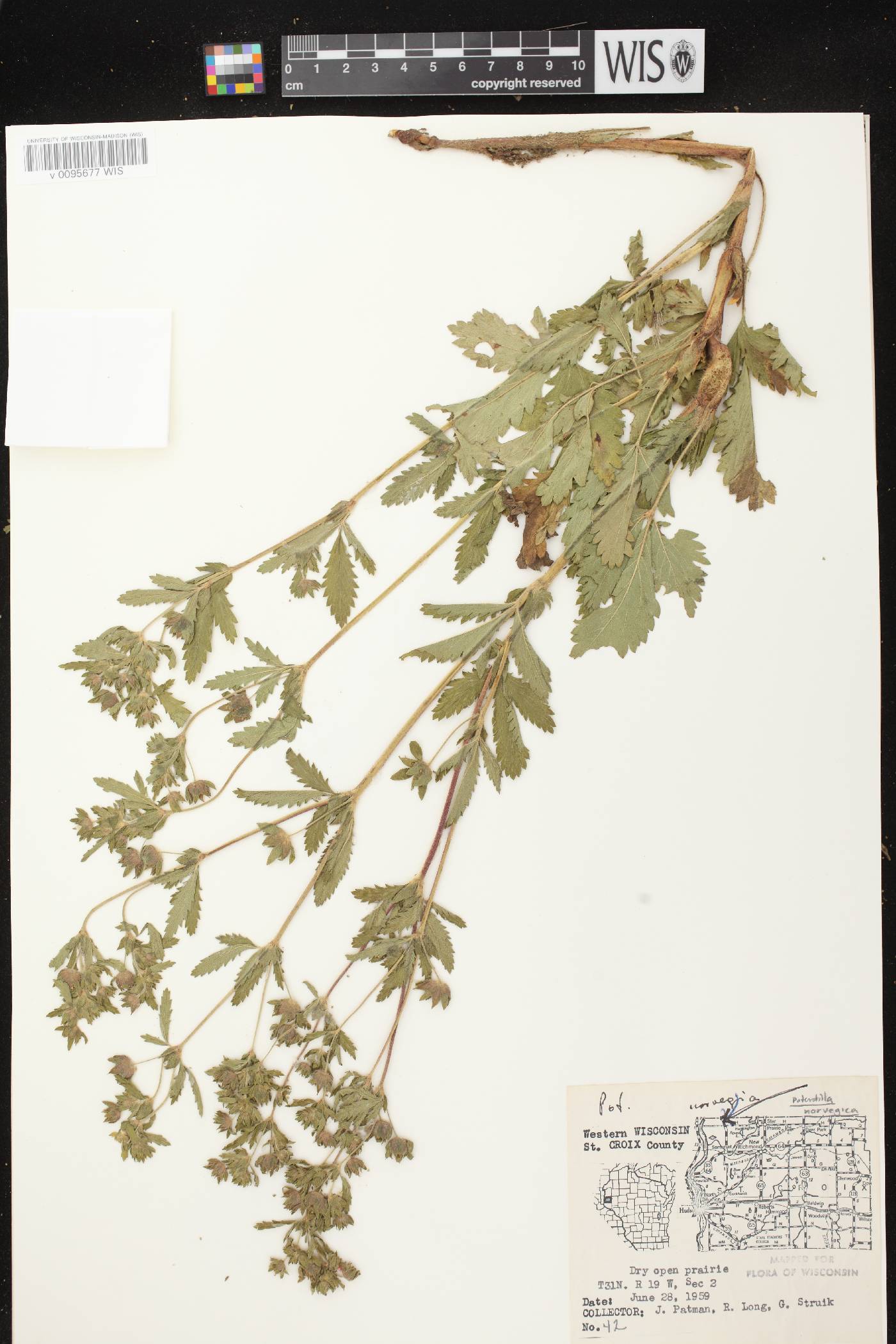 Potentilla norvegica image