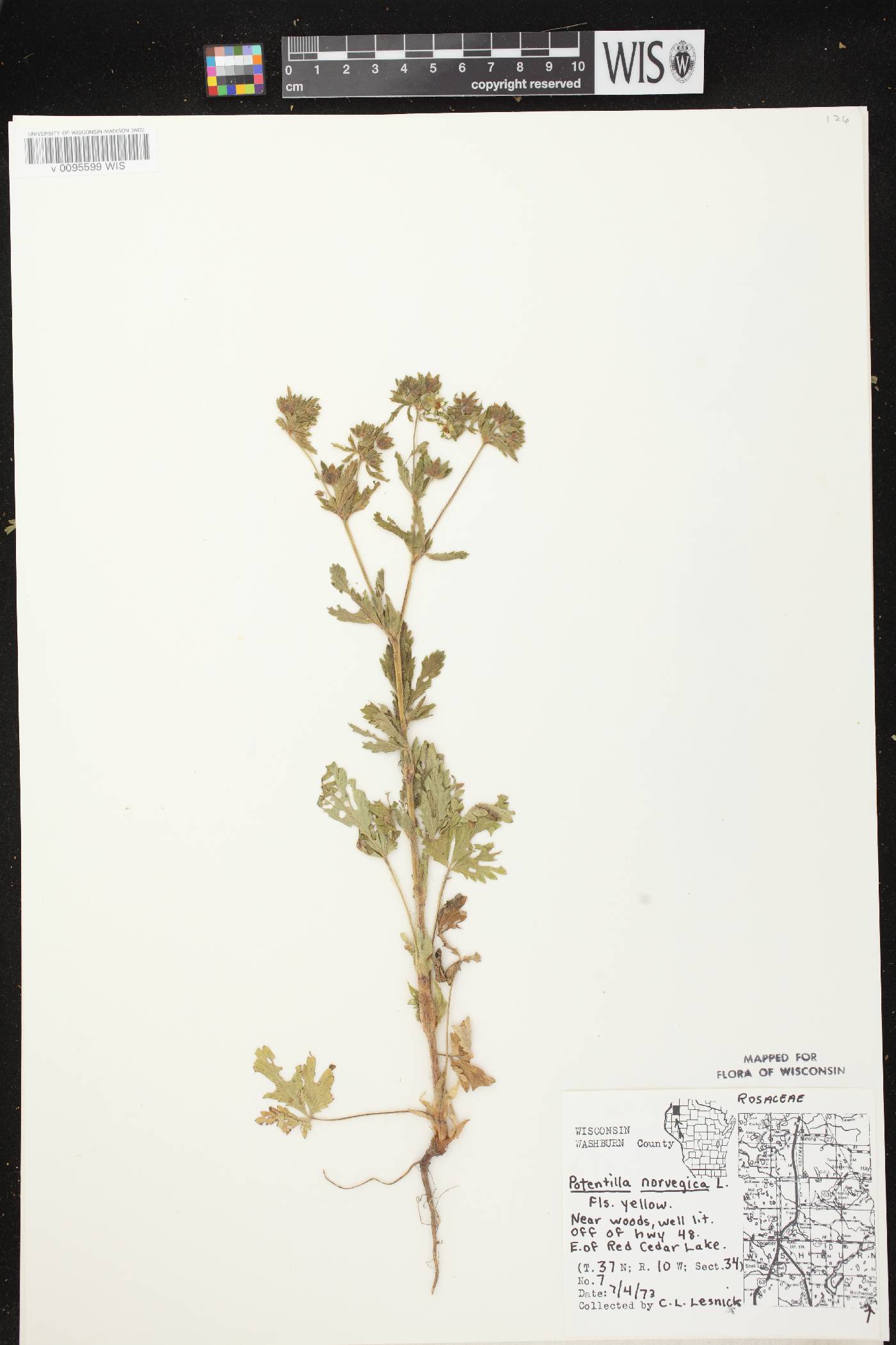 Potentilla norvegica image