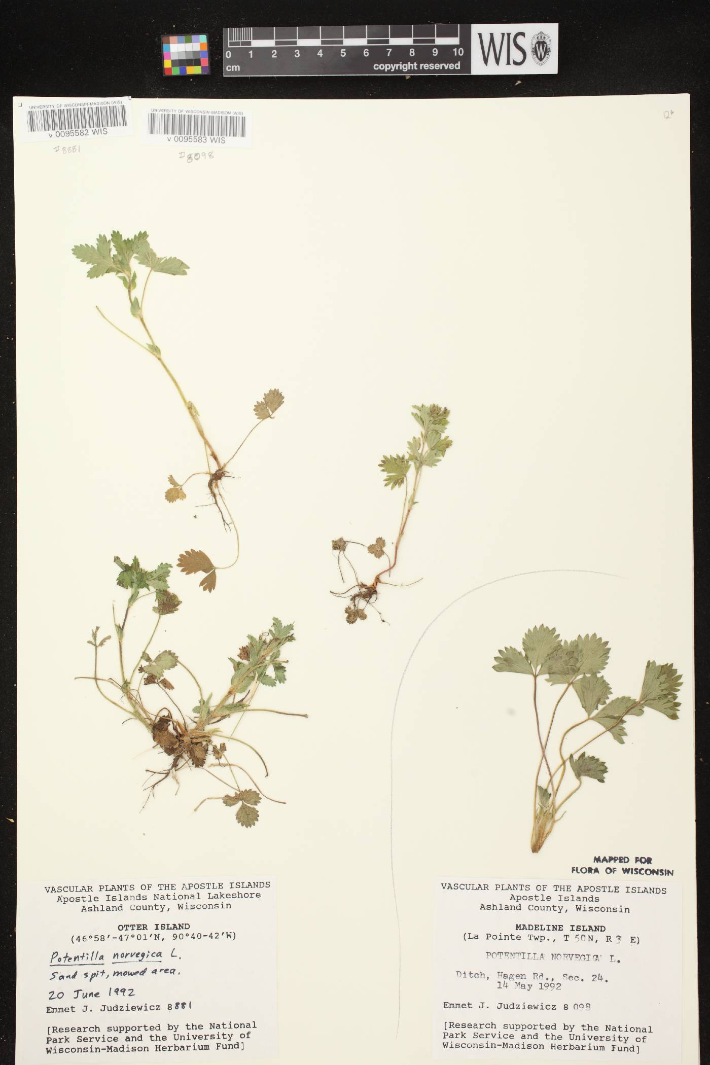 Potentilla norvegica image