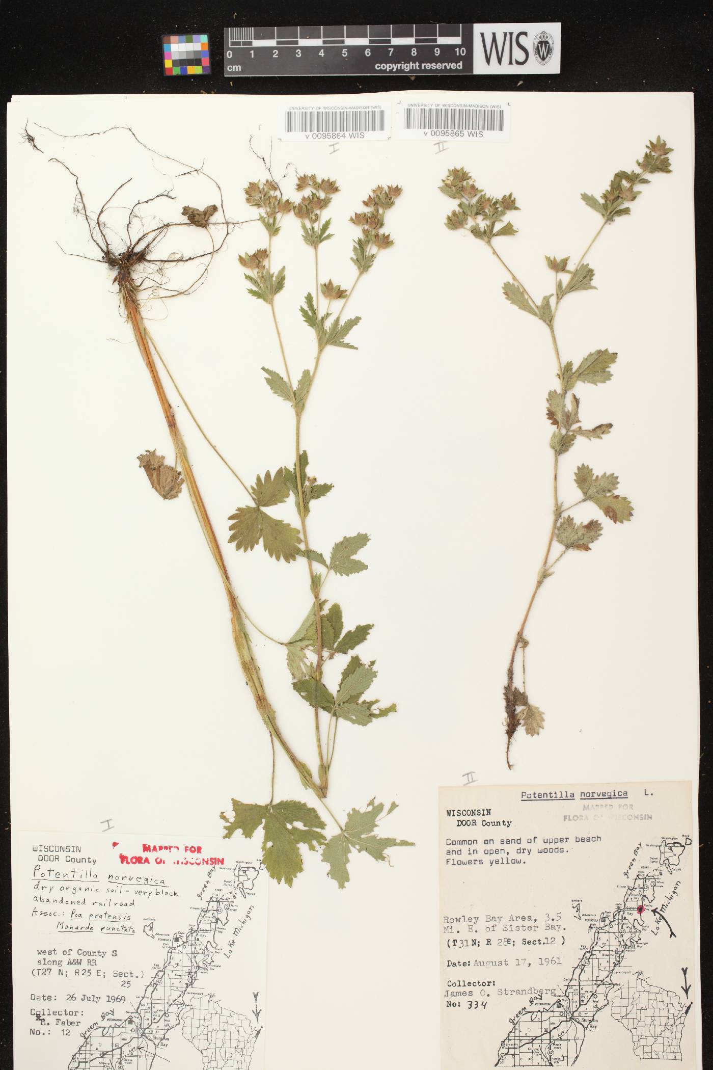 Potentilla norvegica image