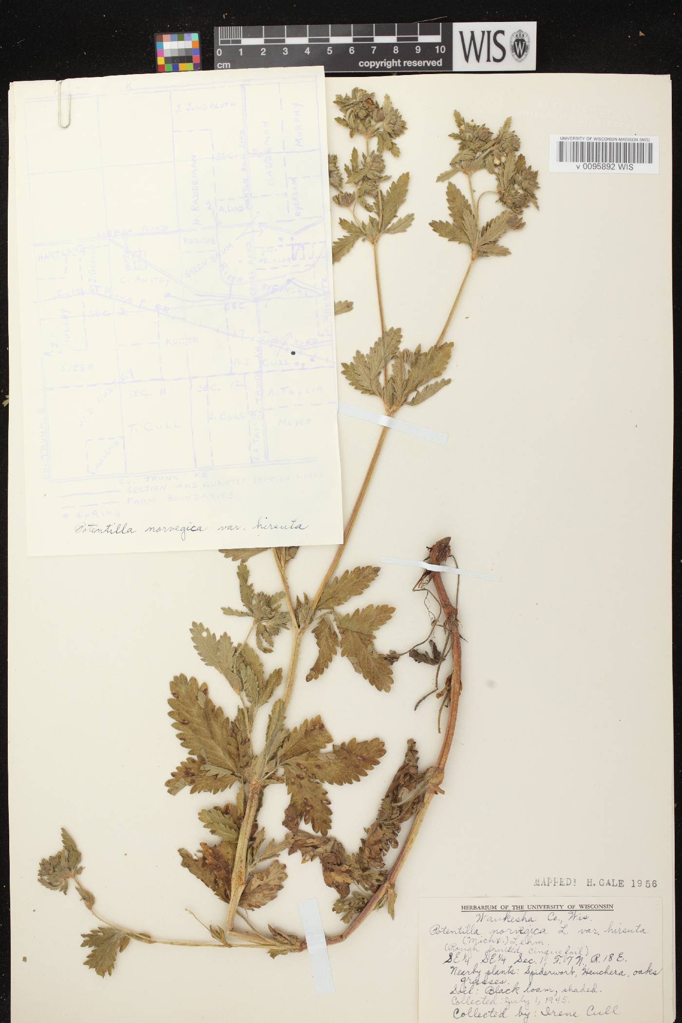 Potentilla norvegica image