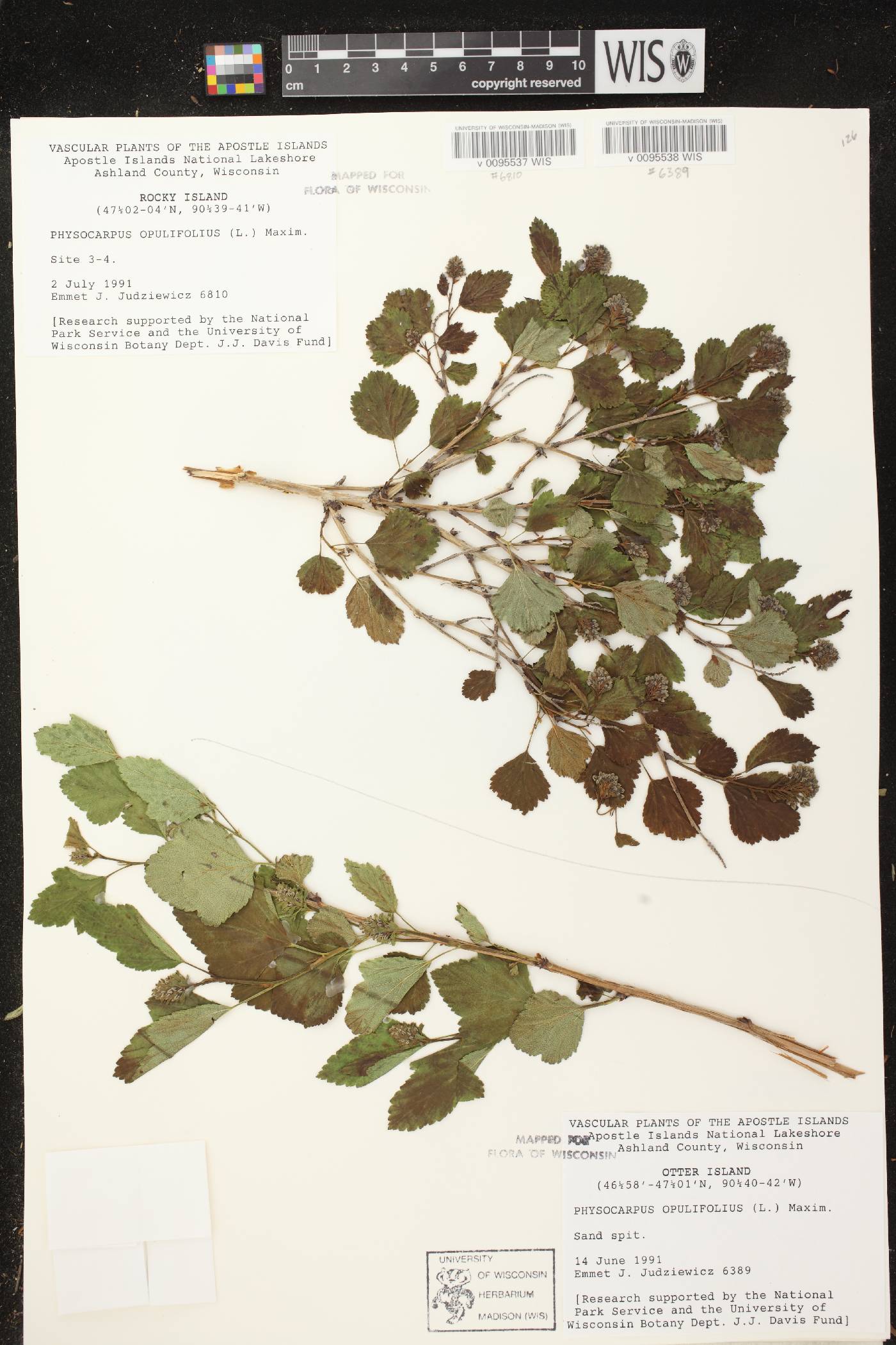 Physocarpus opulifolius image