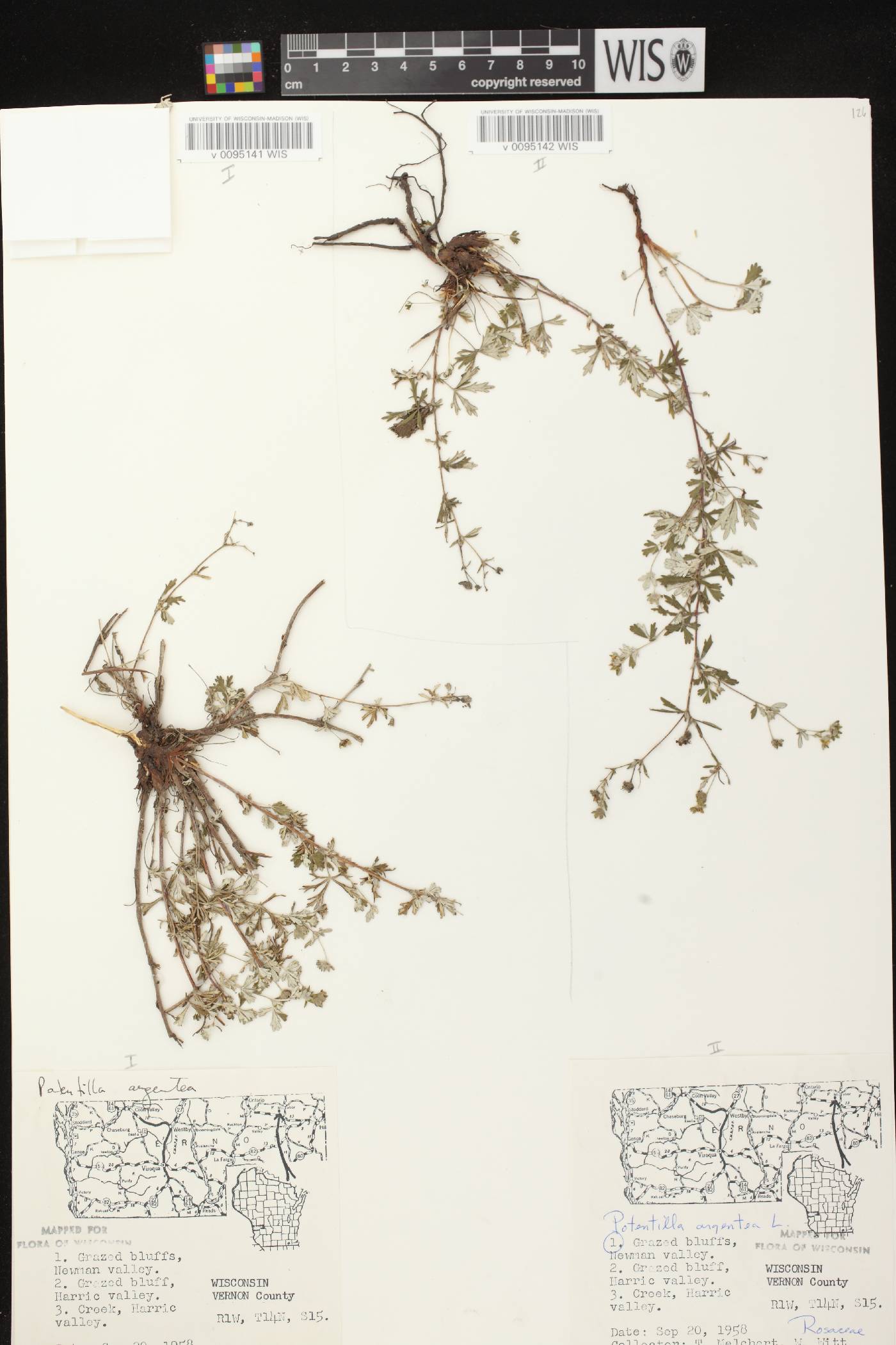 Potentilla argentea image