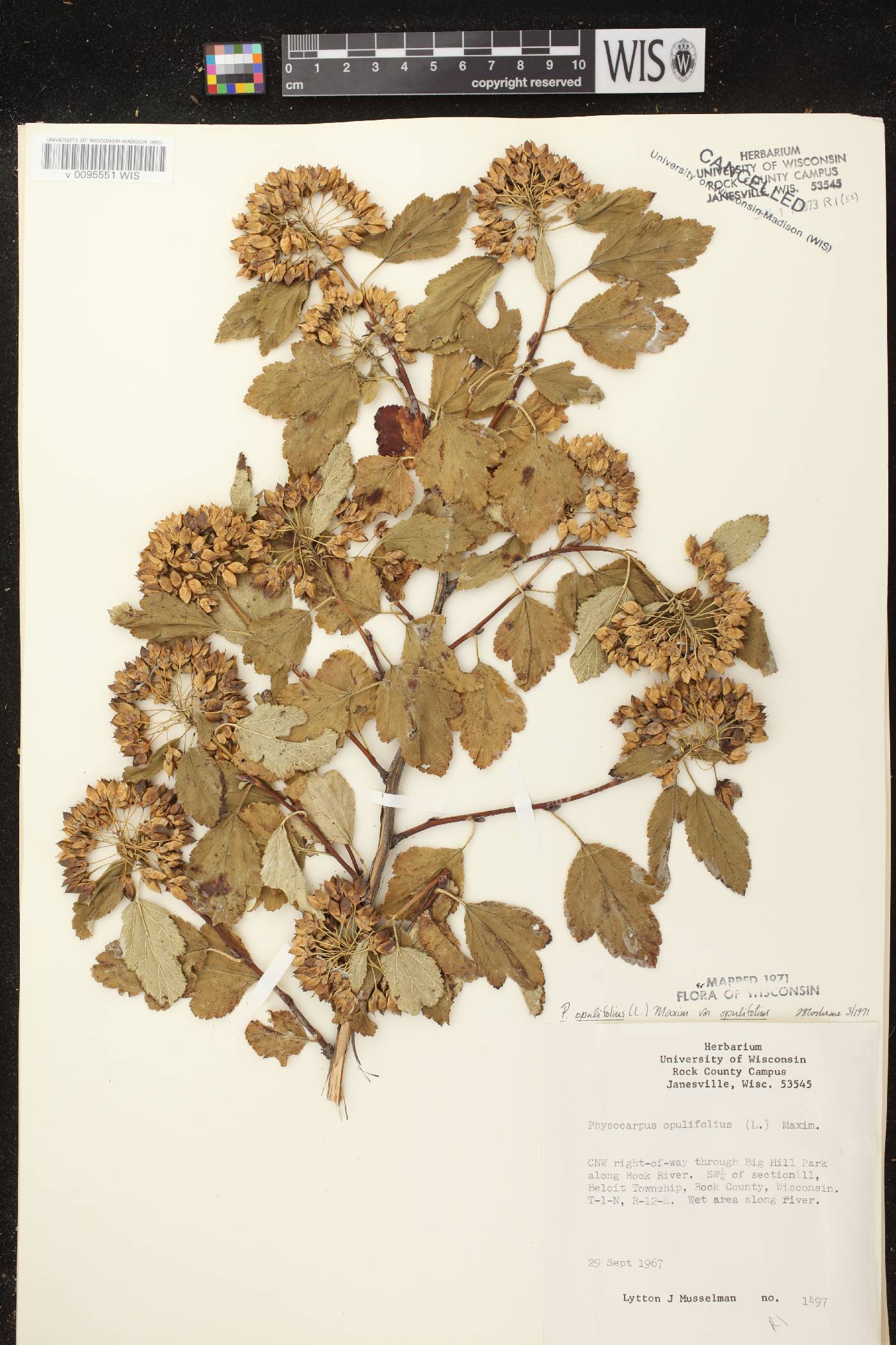 Physocarpus opulifolius image