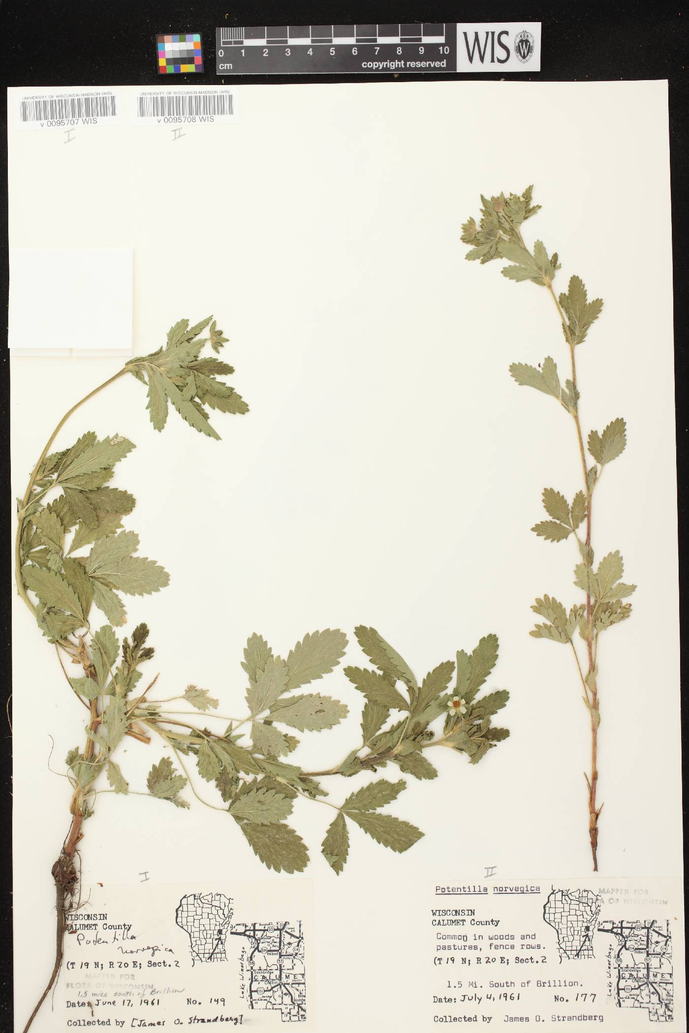 Potentilla norvegica image