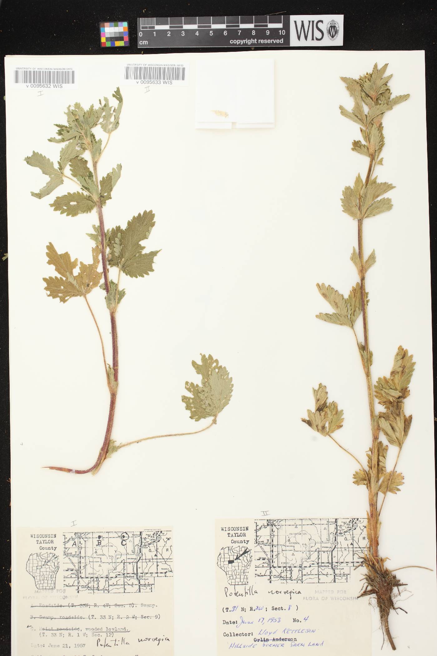 Potentilla norvegica image
