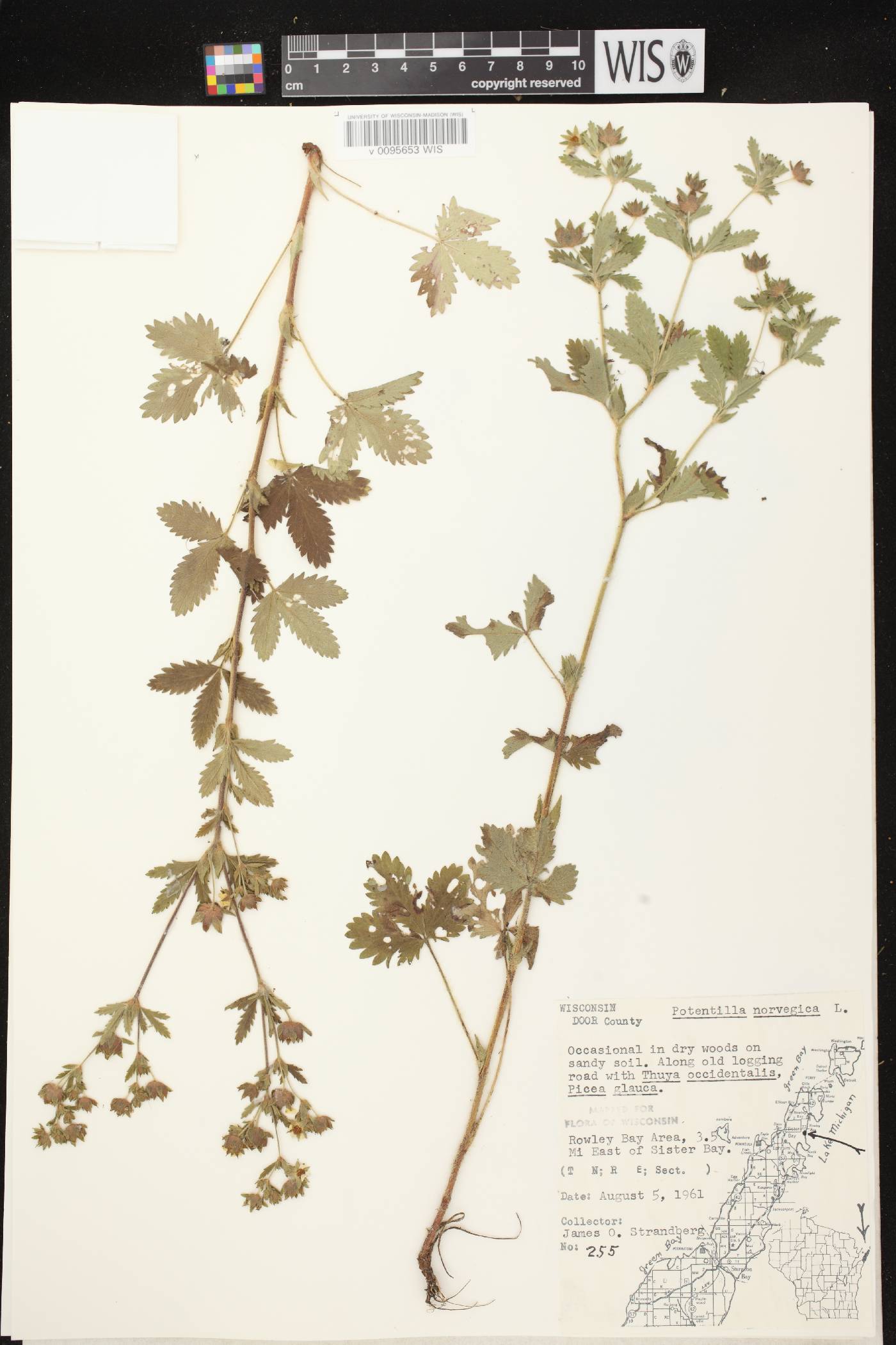 Potentilla norvegica image
