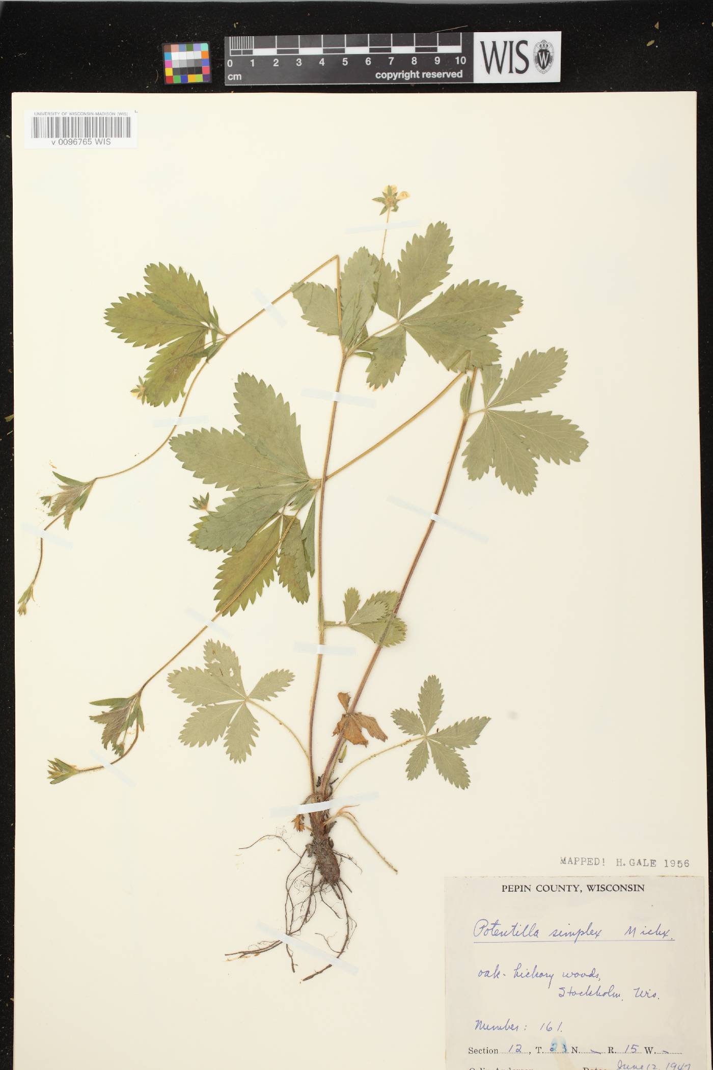 Potentilla simplex image