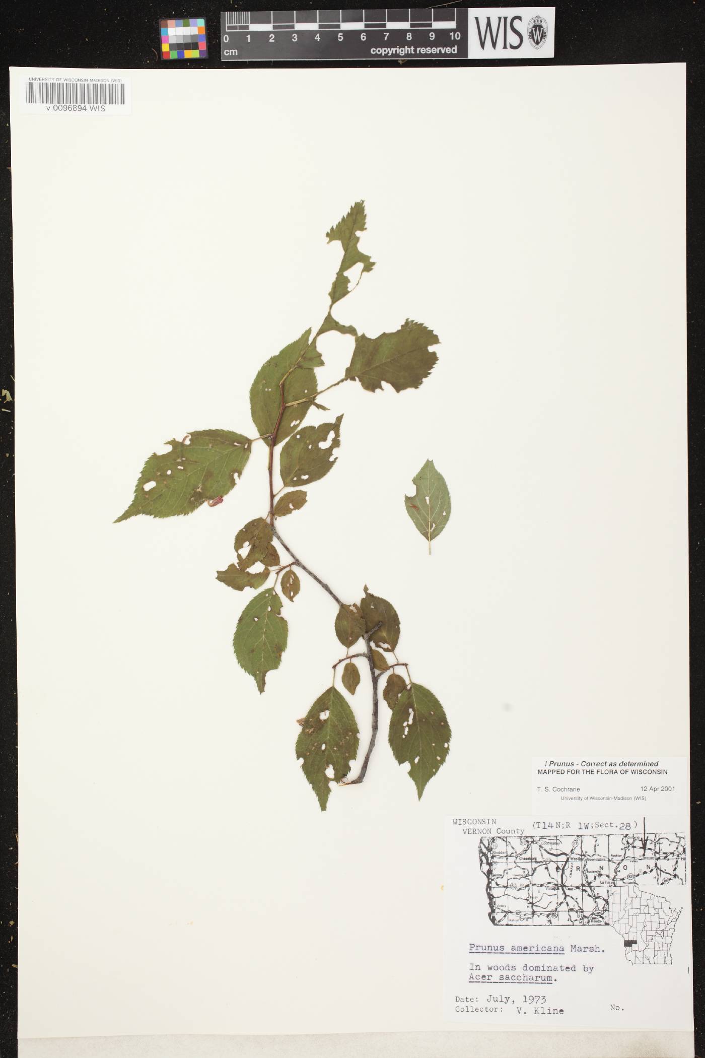 Prunus americana image