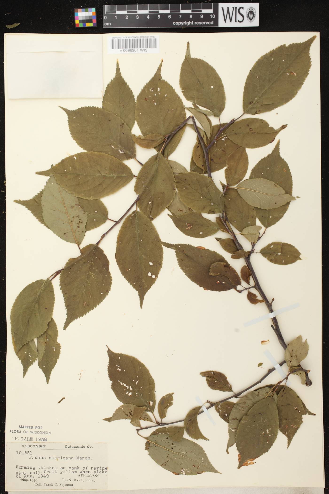 Prunus americana image