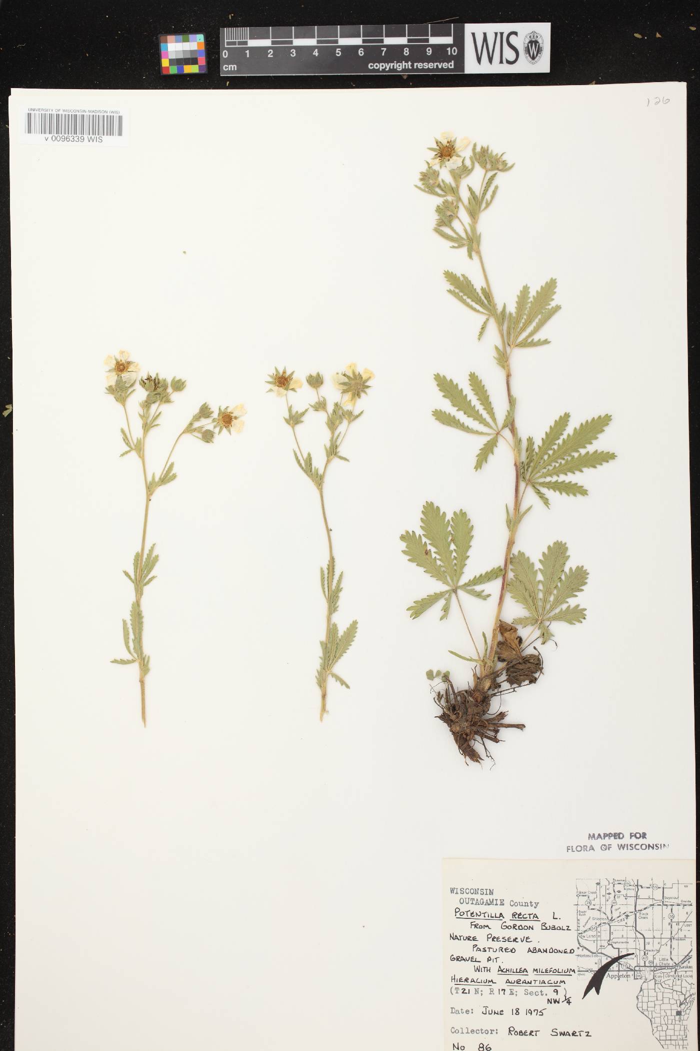 Potentilla recta image