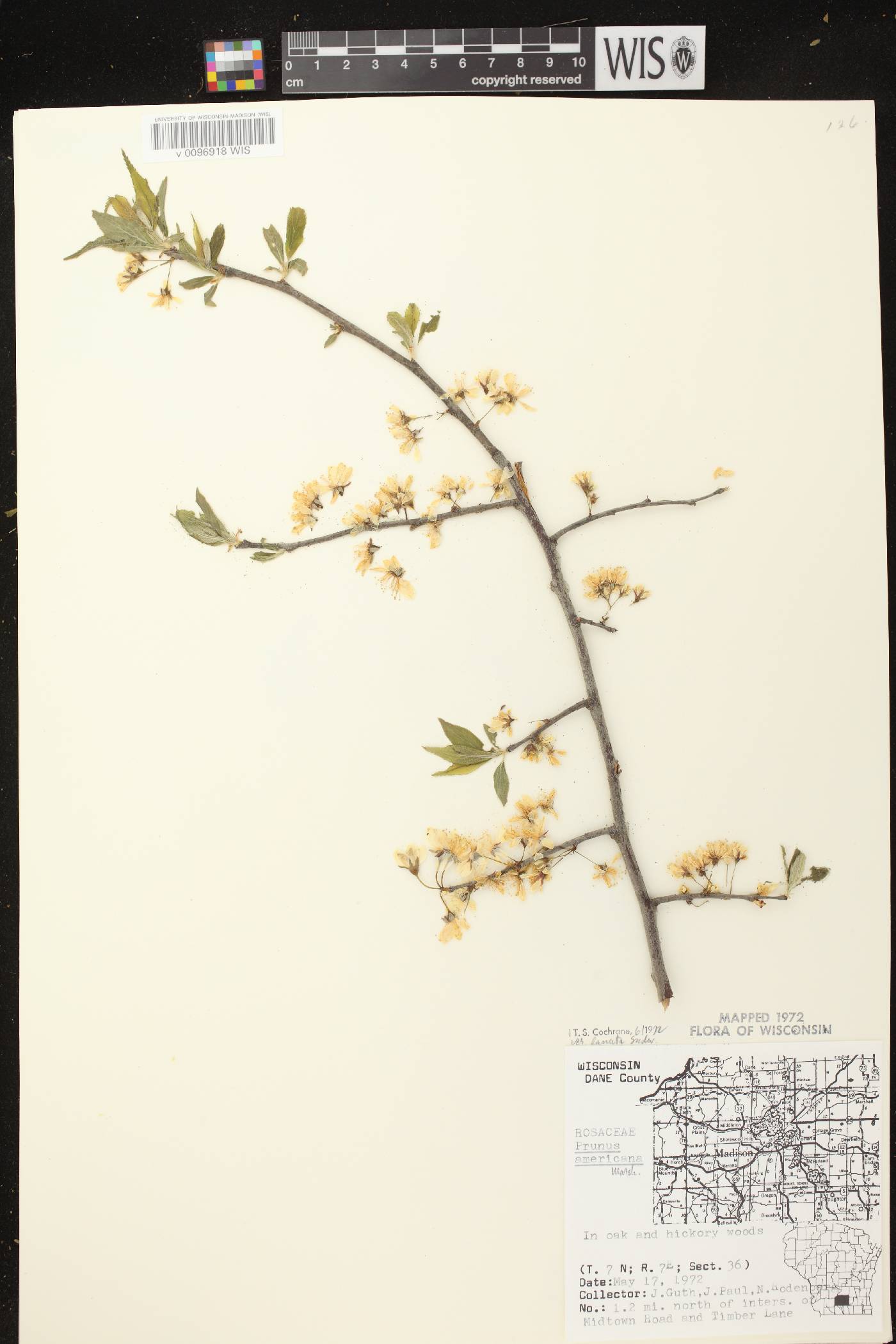 Prunus americana image