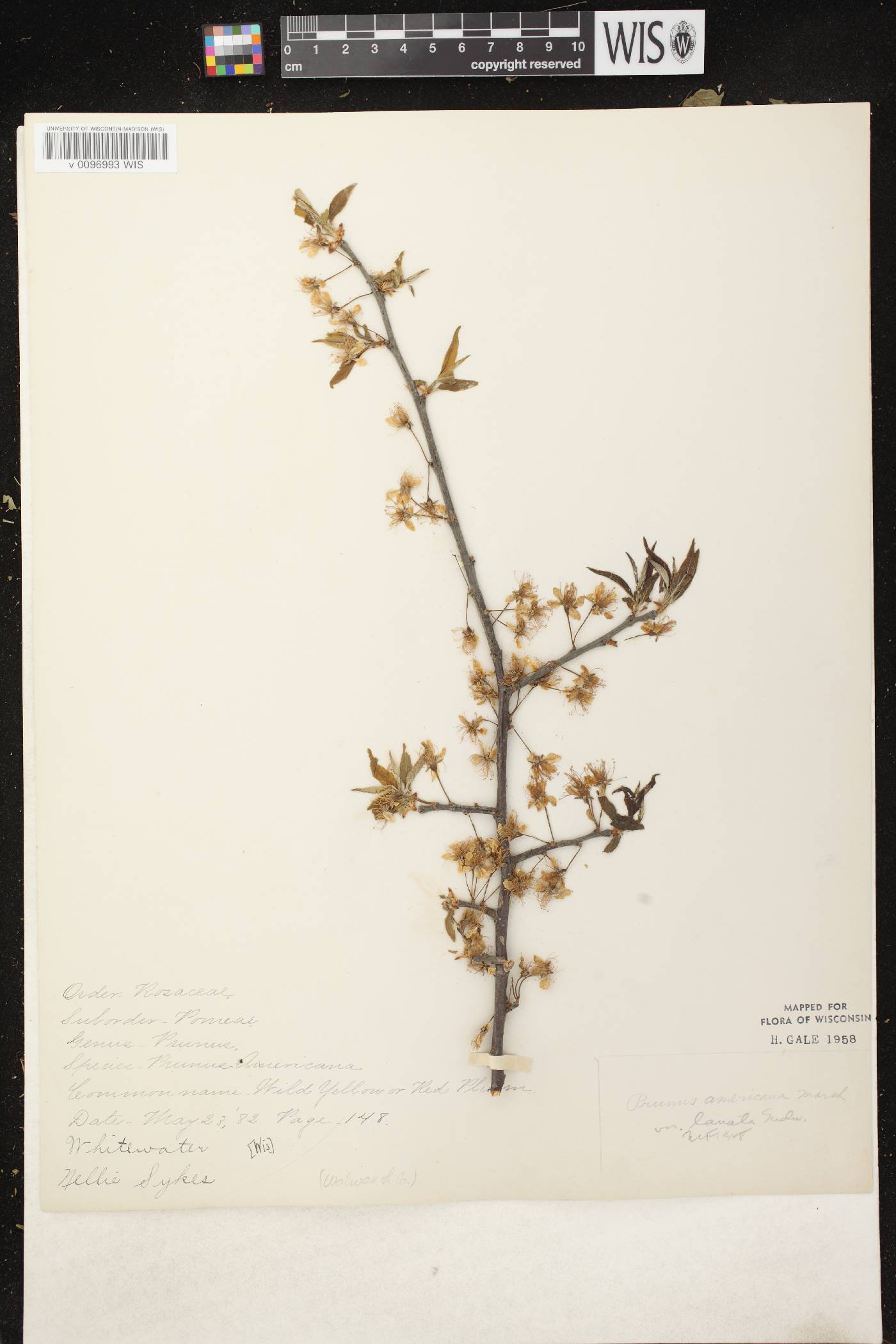 Prunus americana image
