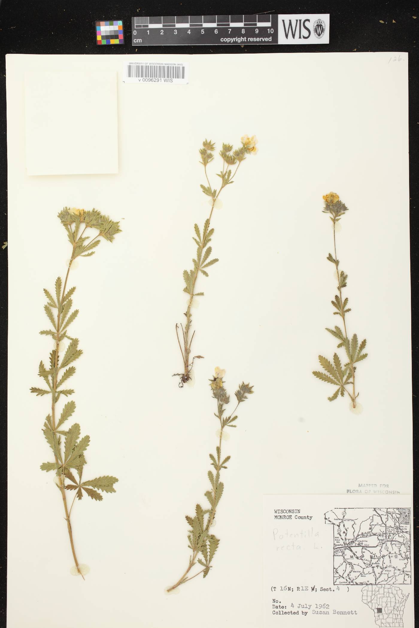 Potentilla recta image
