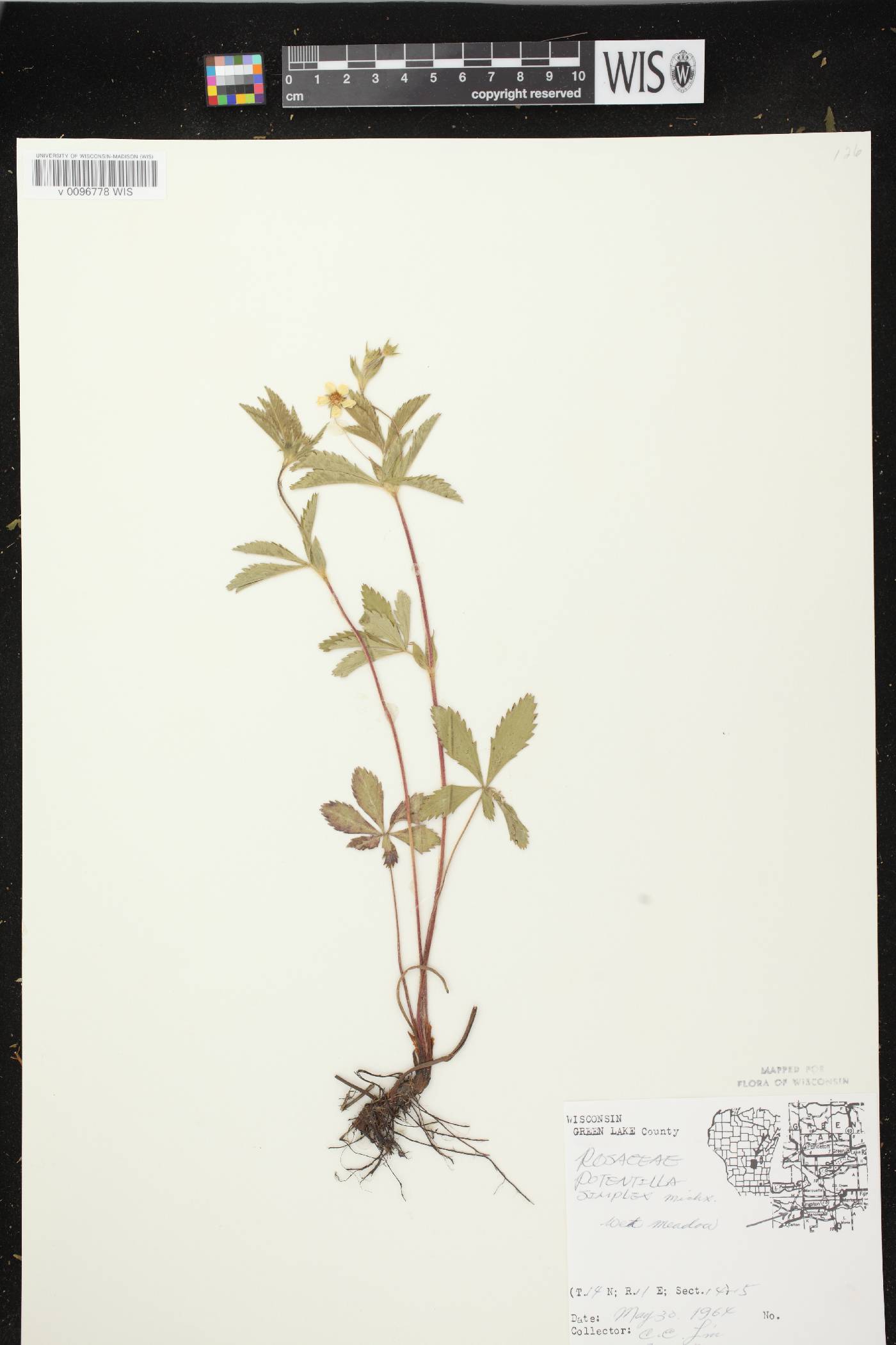 Potentilla simplex image