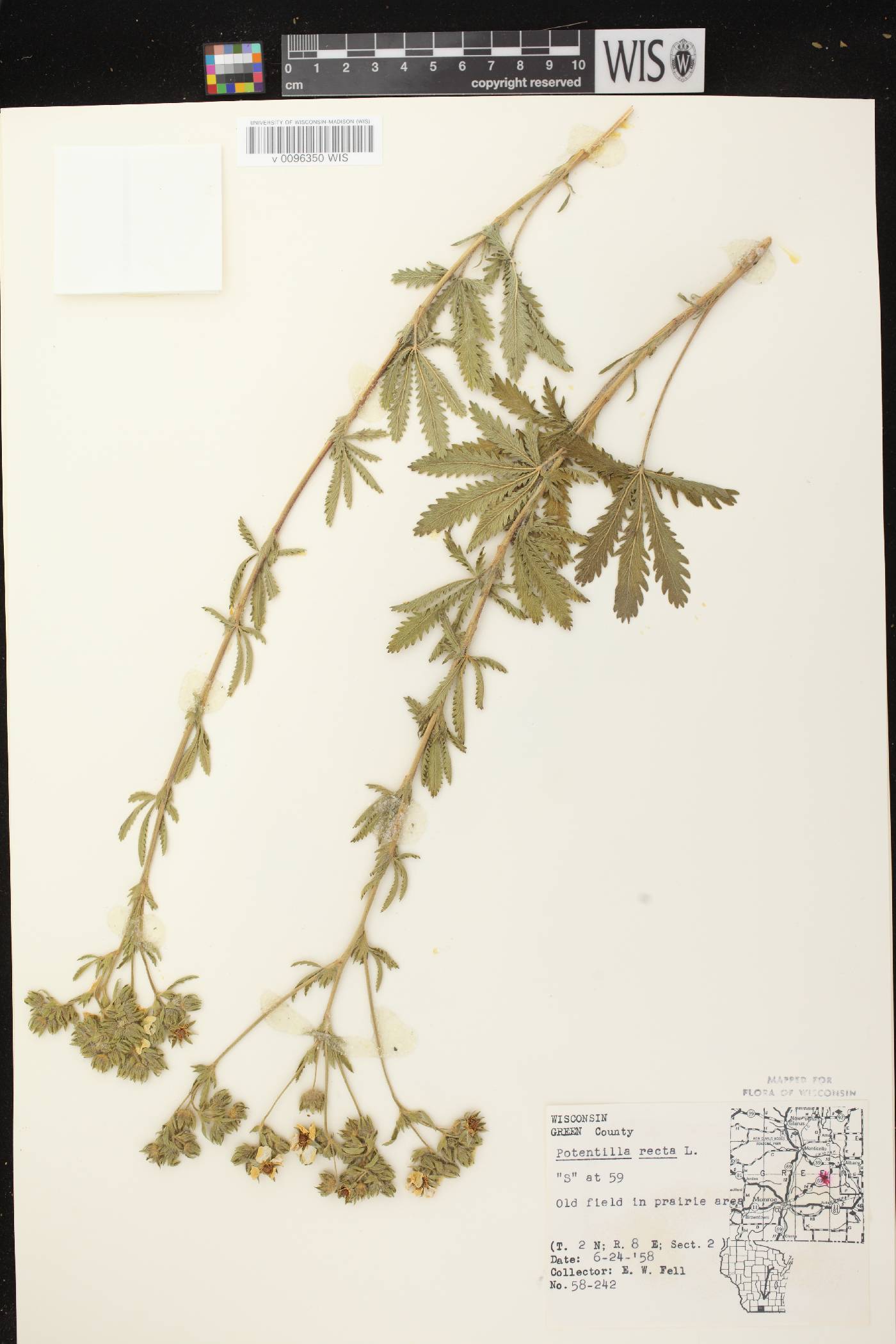 Potentilla recta image