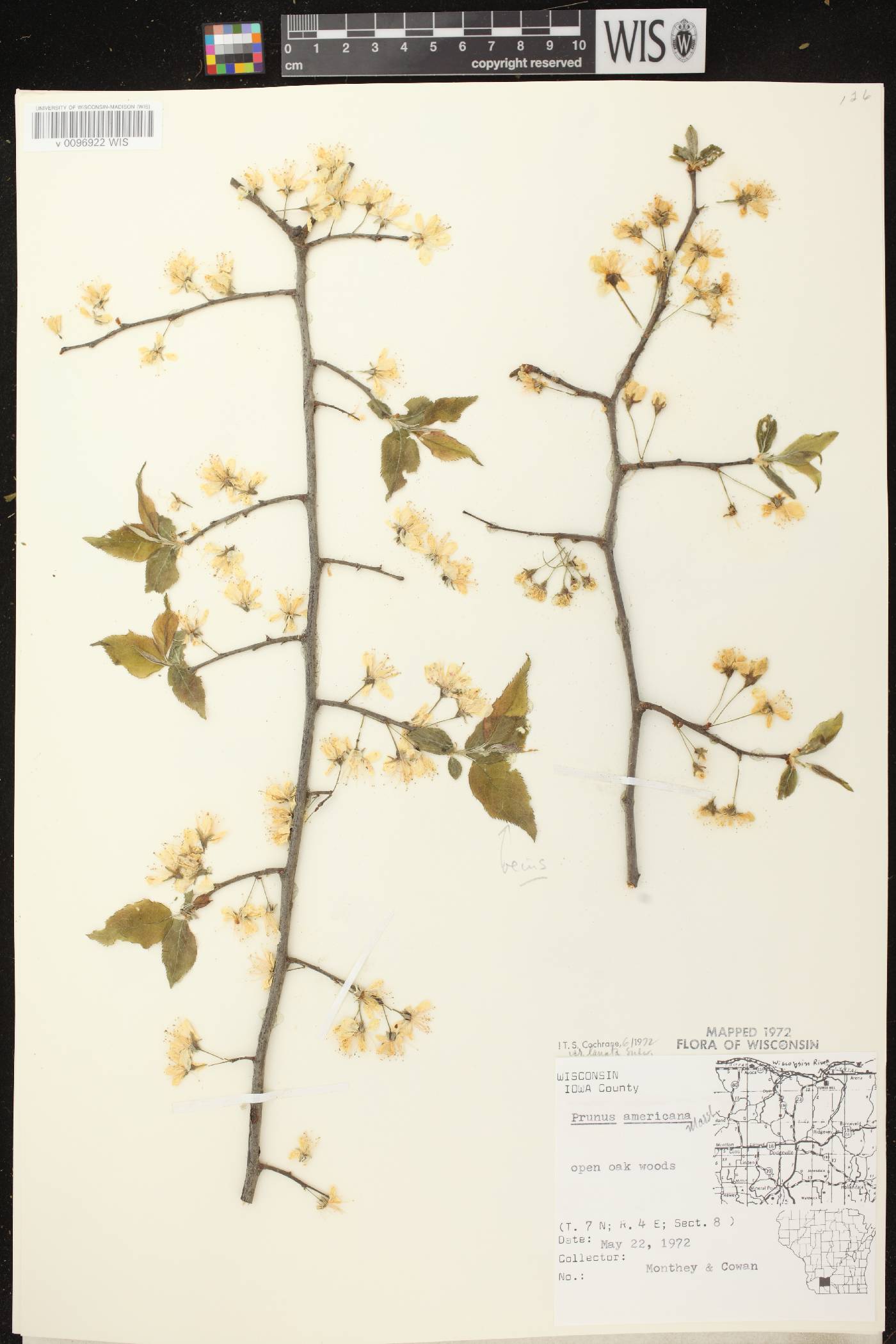 Prunus americana image