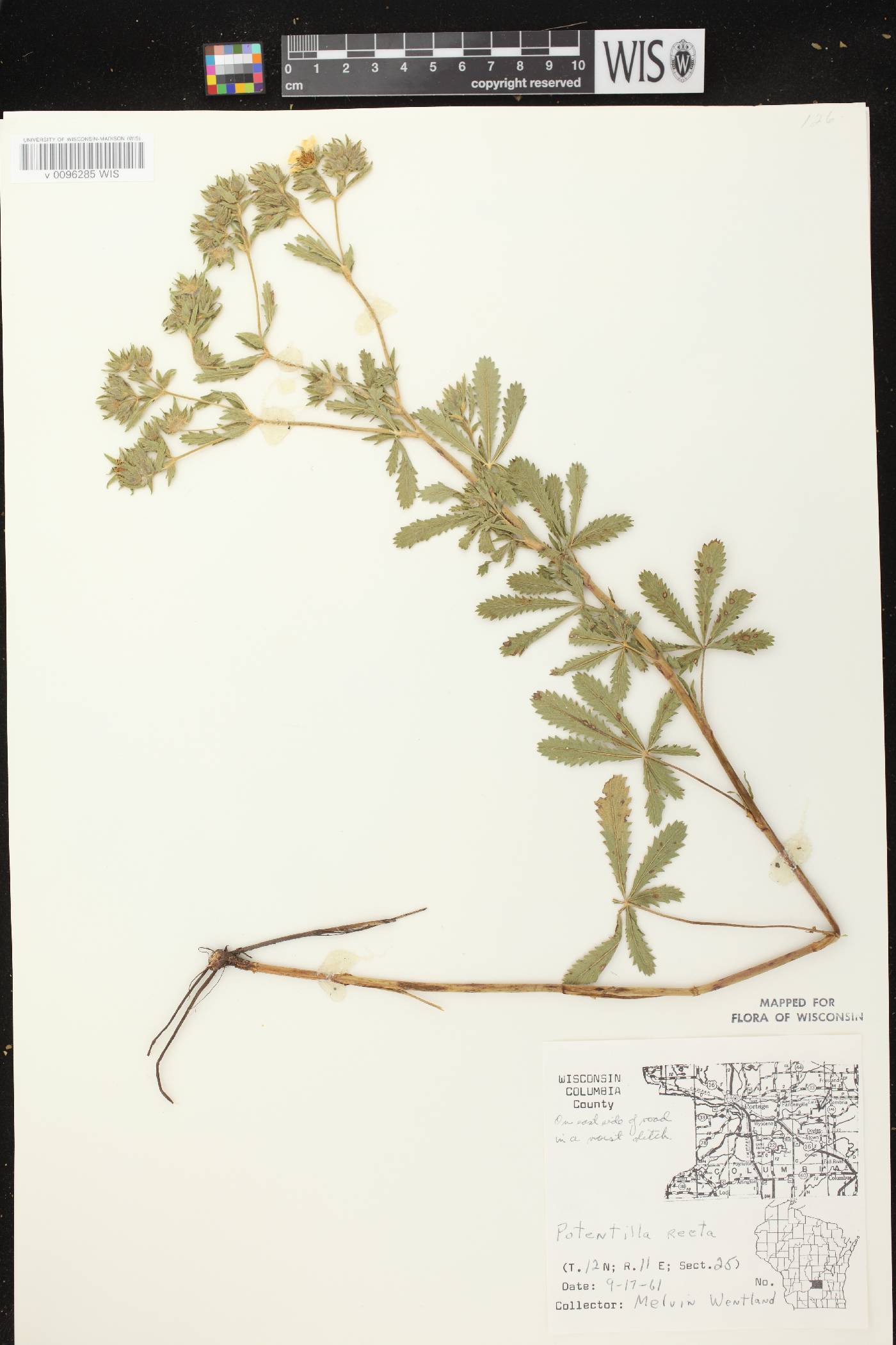 Potentilla recta image