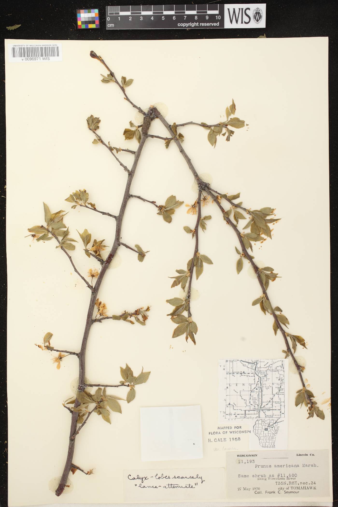 Prunus americana image