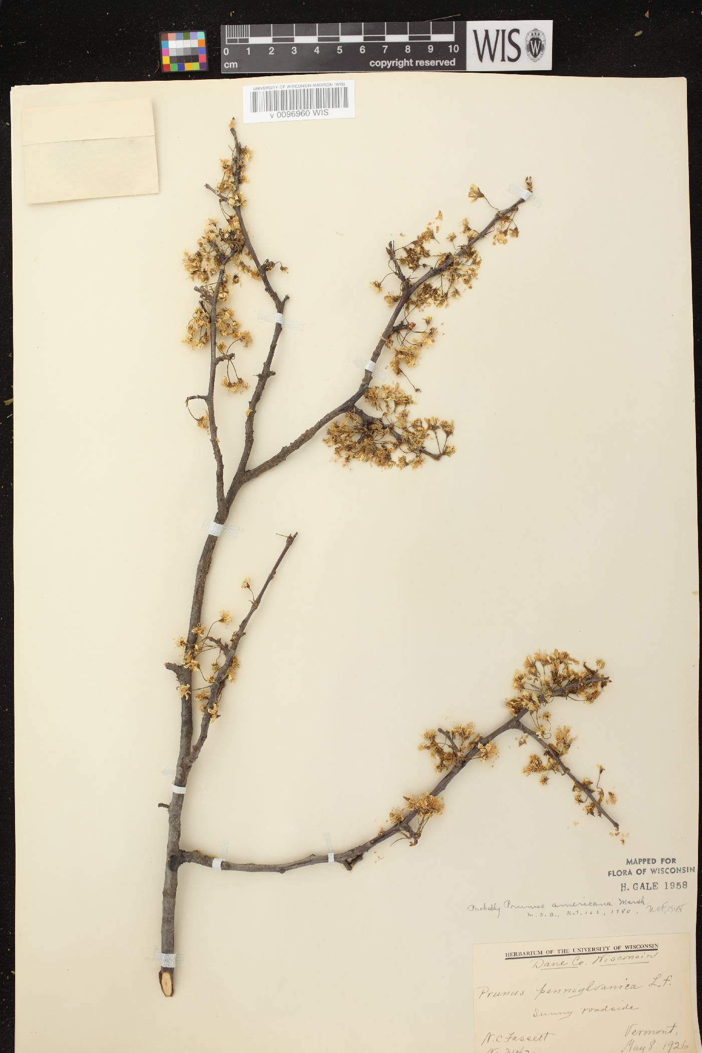 Prunus americana image