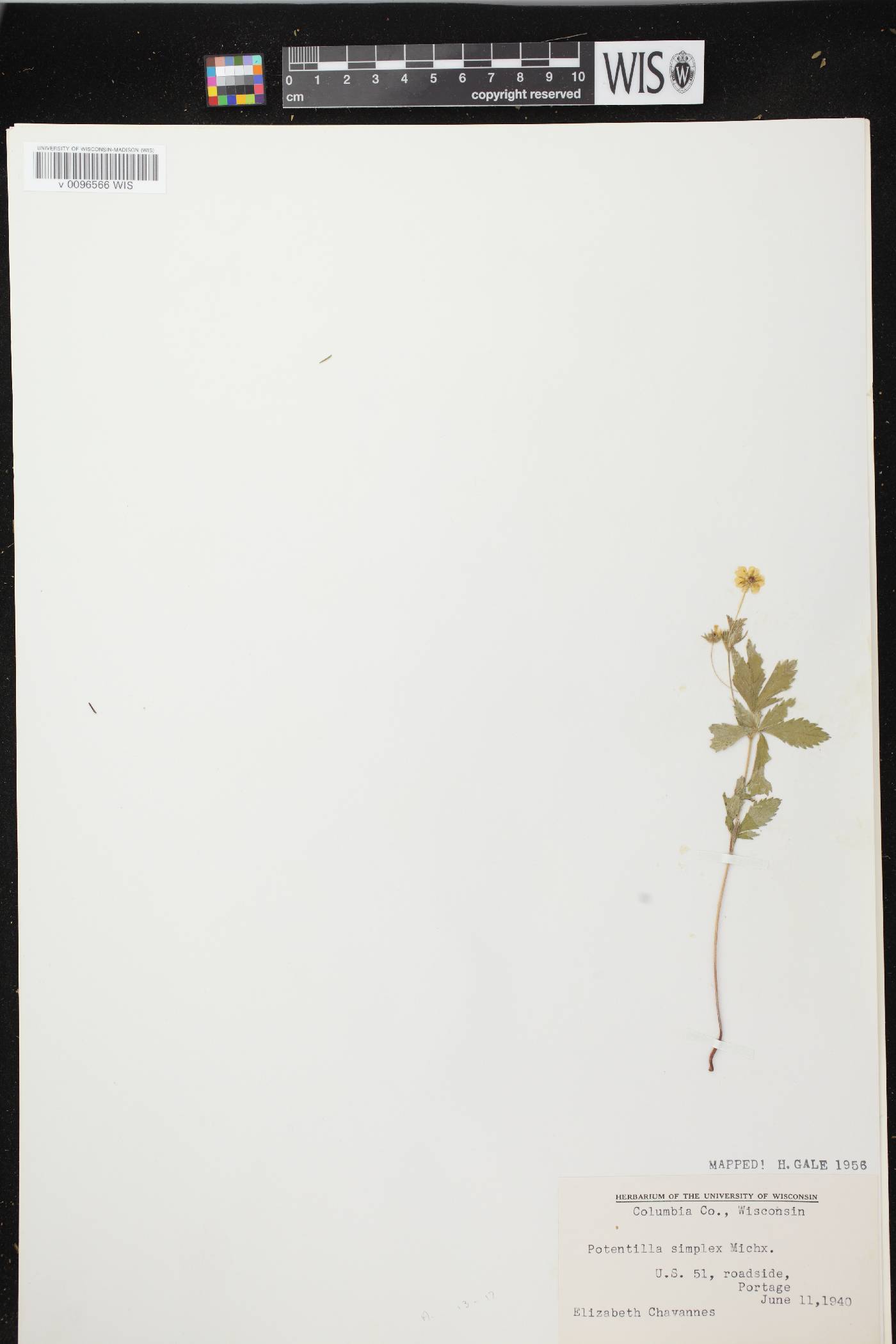 Potentilla simplex image