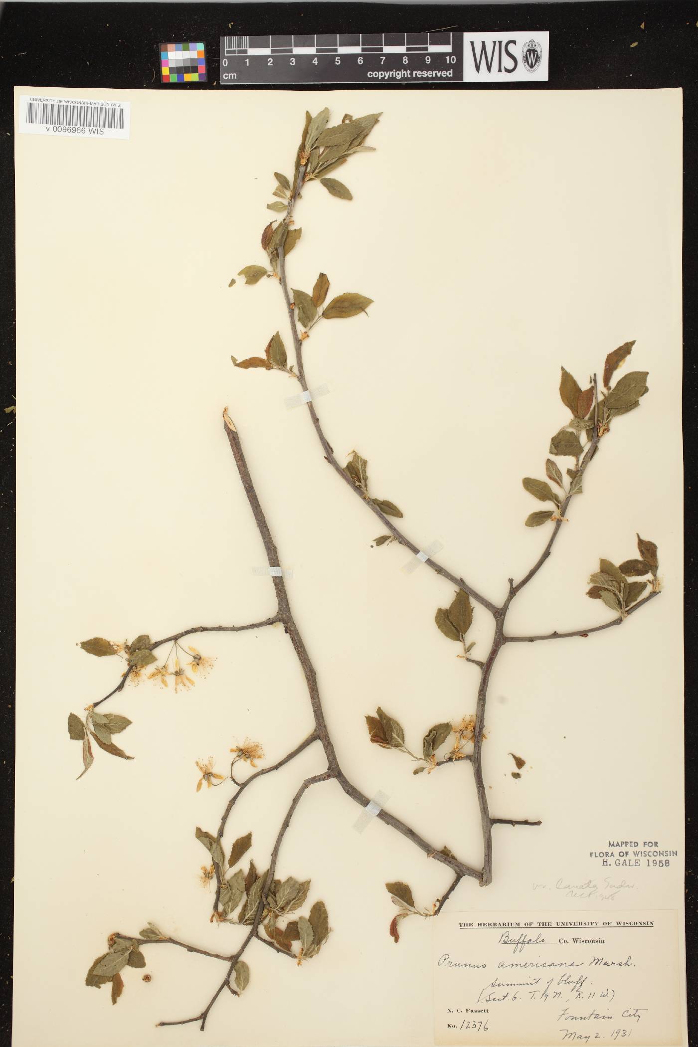 Prunus americana image