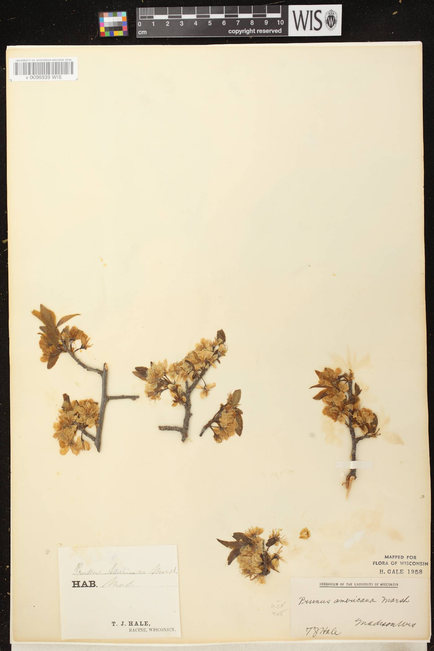 Prunus americana image