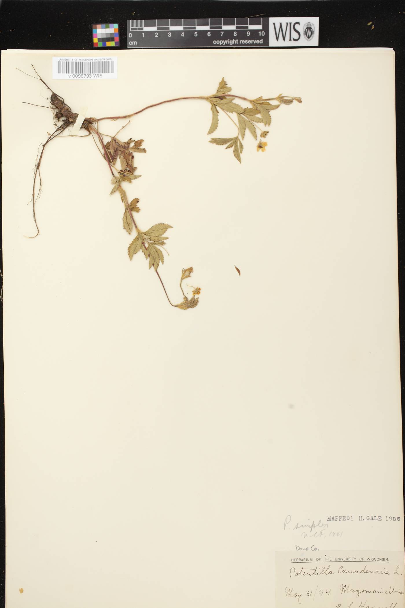 Potentilla simplex image