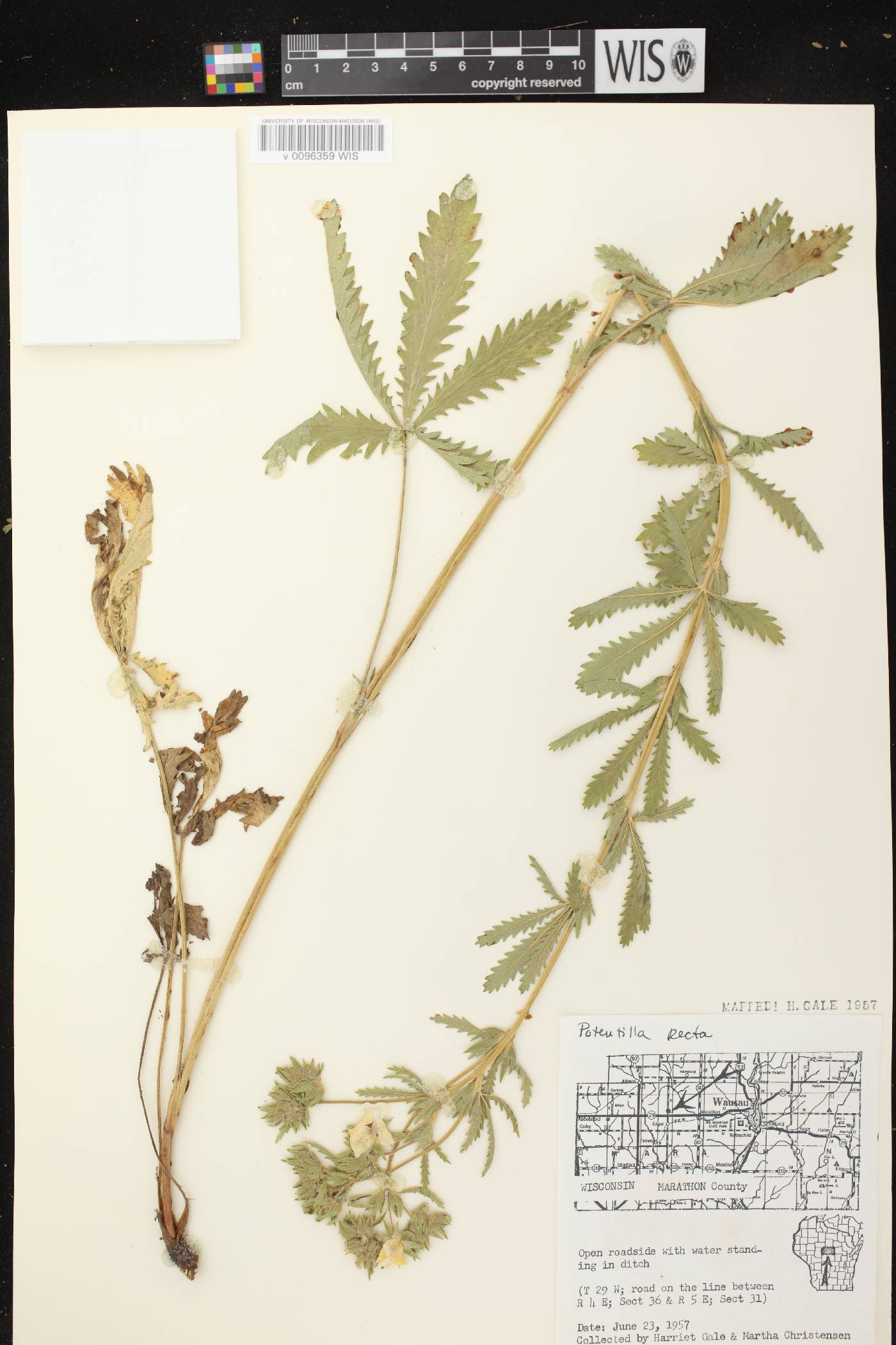 Potentilla recta image