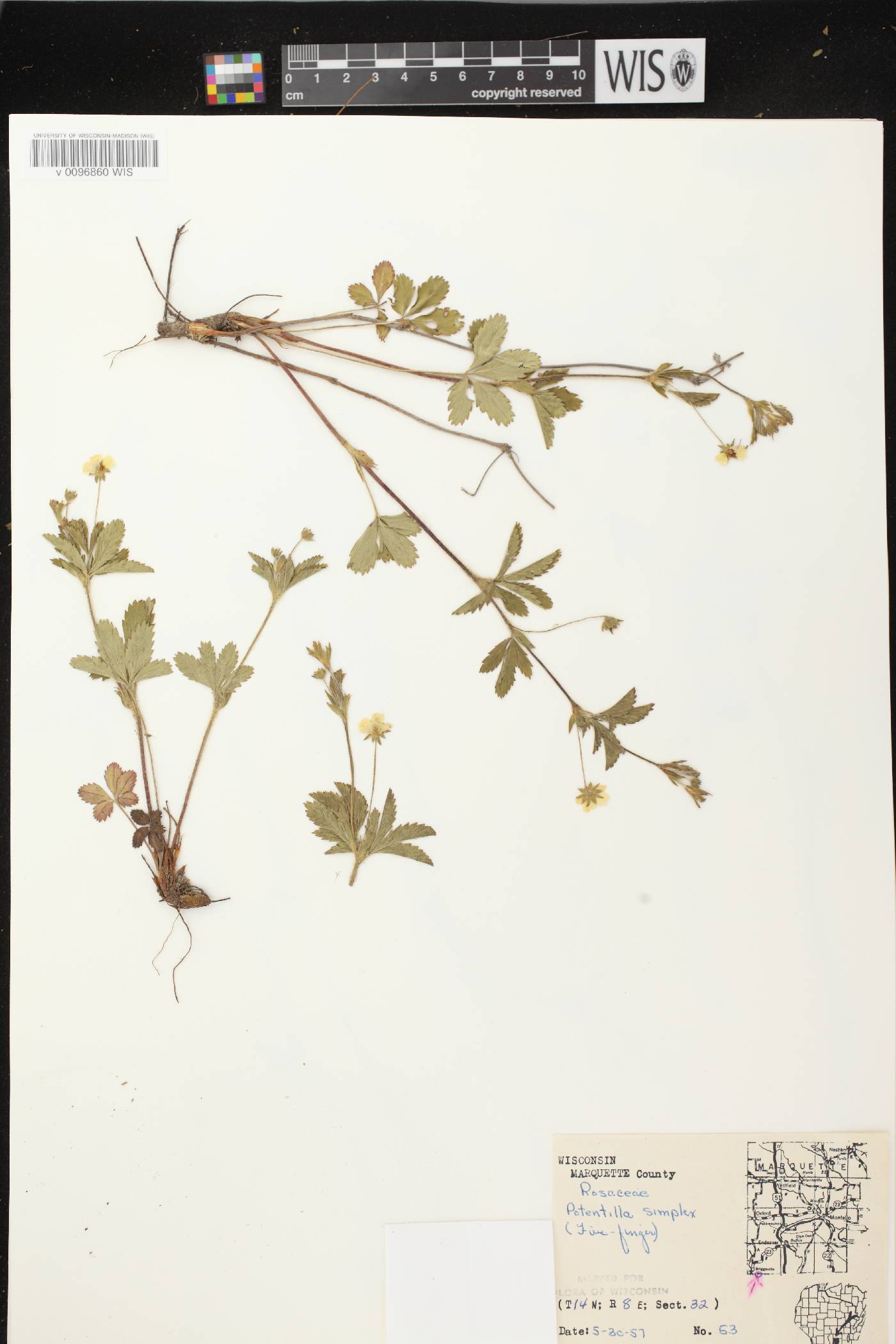 Potentilla simplex image