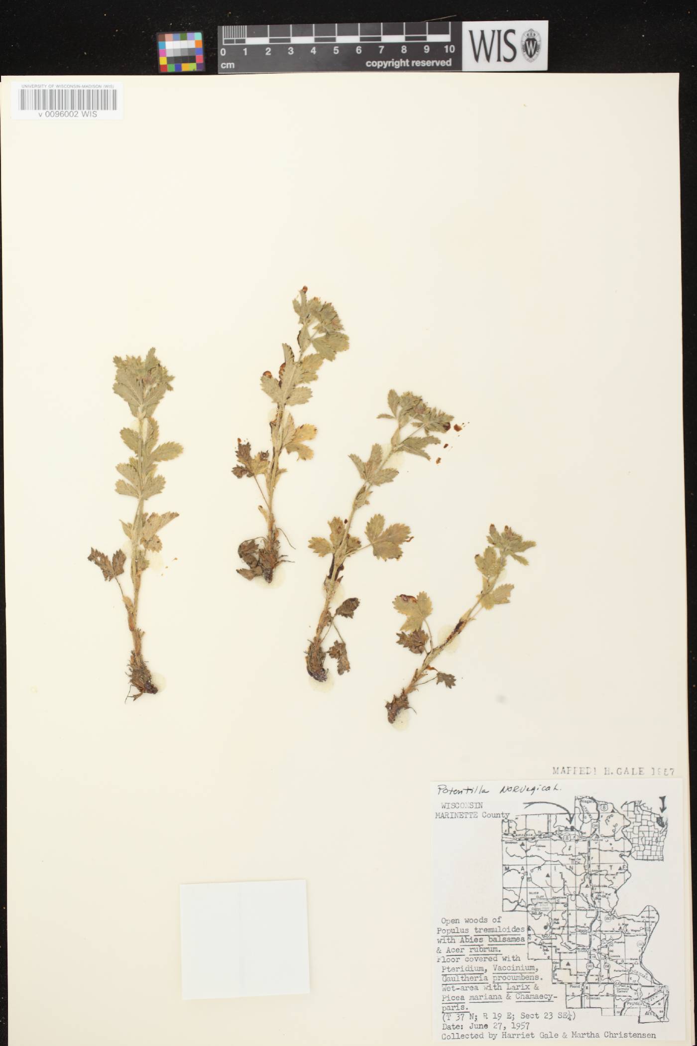 Potentilla norvegica image